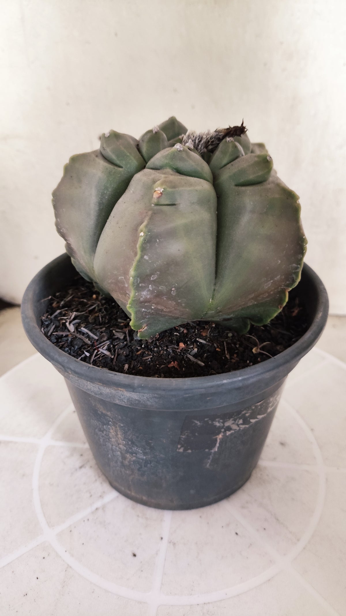 MATRIZ ASTROPHYTUM cv KIKKO   Nº 1874 – vaso 15