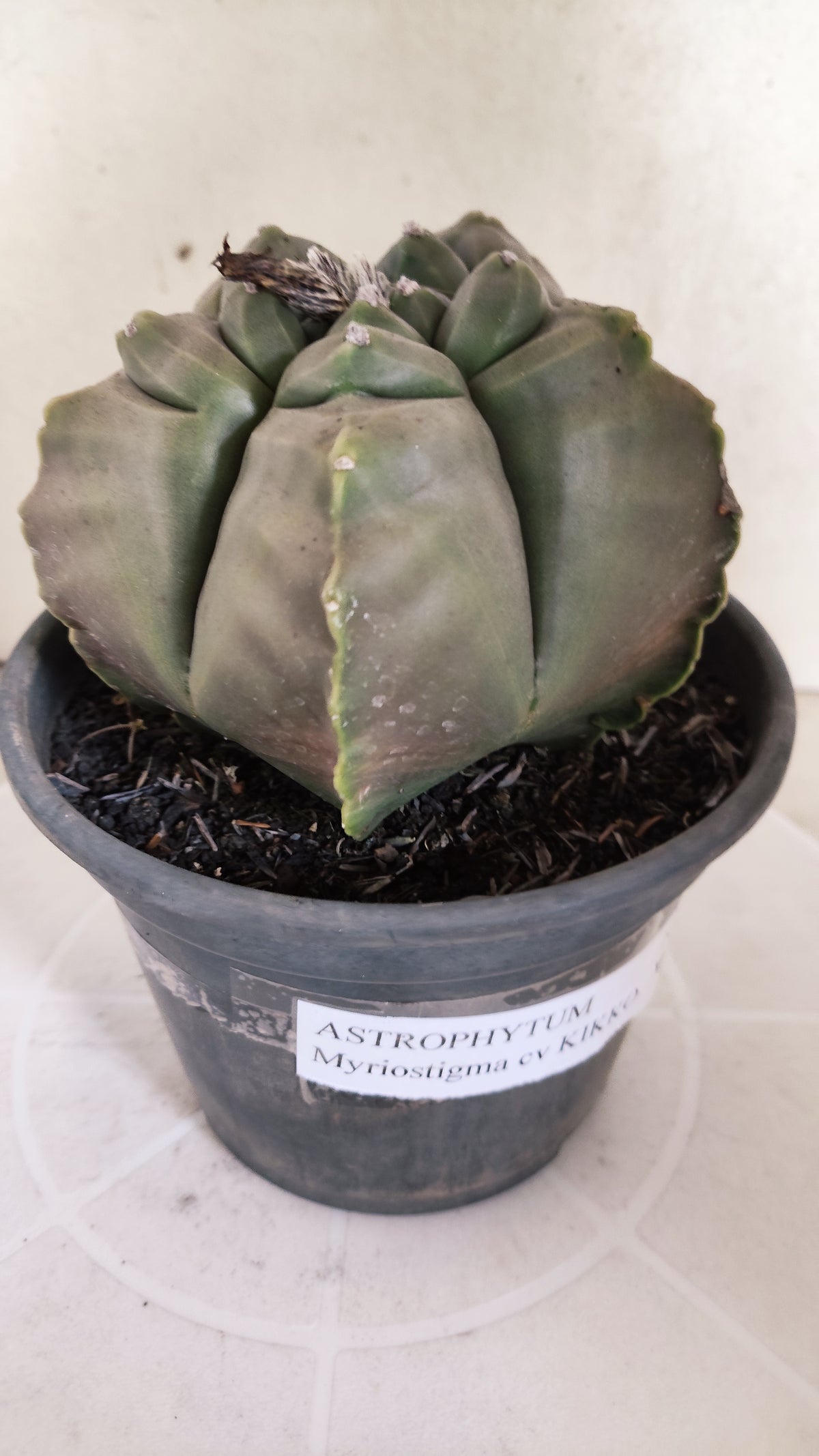 MATRIZ ASTROPHYTUM cv KIKKO   Nº 1874 – vaso 15
