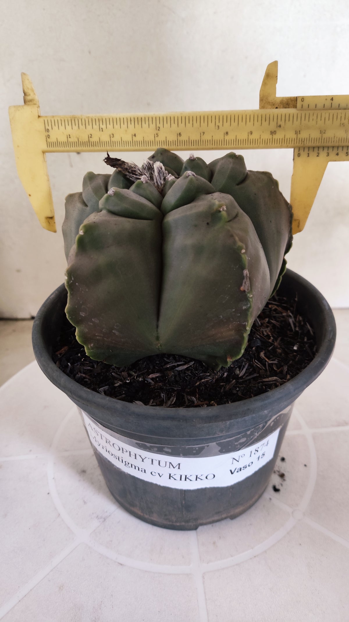 MATRIZ ASTROPHYTUM cv KIKKO   Nº 1874 – vaso 15