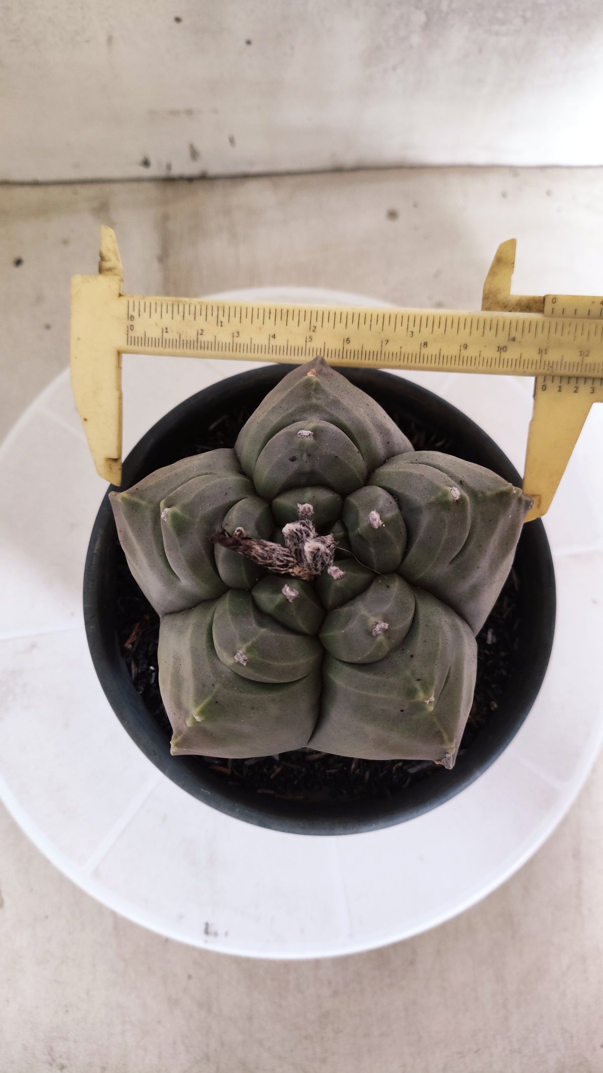 MATRIZ ASTROPHYTUM cv KIKKO   Nº 1874 – vaso 15