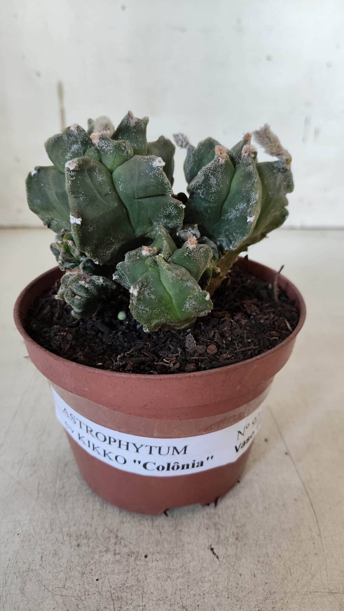 MATRIZ ASTROPHYTUM cv KIKKO "COLÔNIA"  Nº 925 – vaso 11