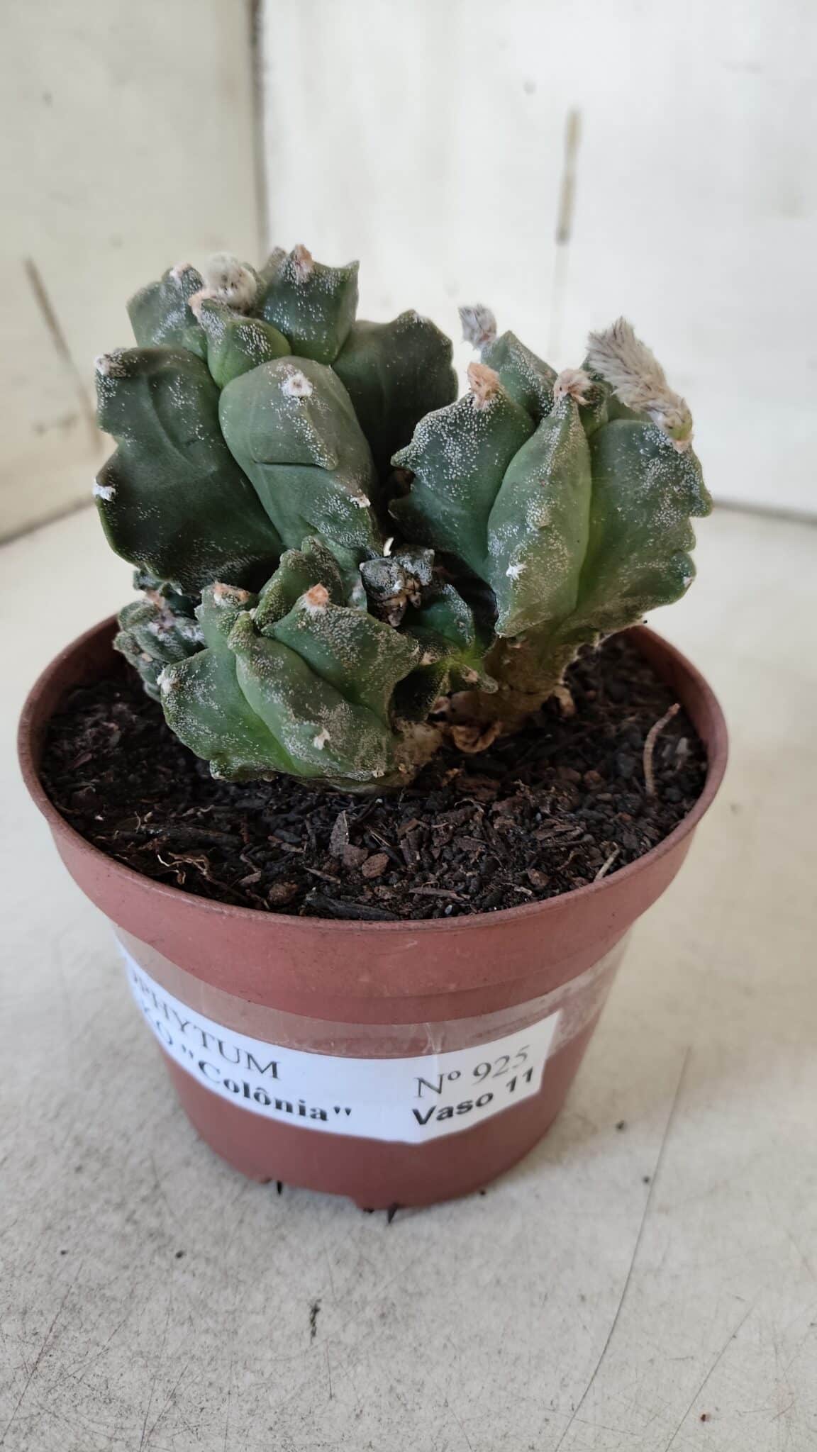 MATRIZ ASTROPHYTUM cv KIKKO "COLÔNIA"  Nº 925 – vaso 11