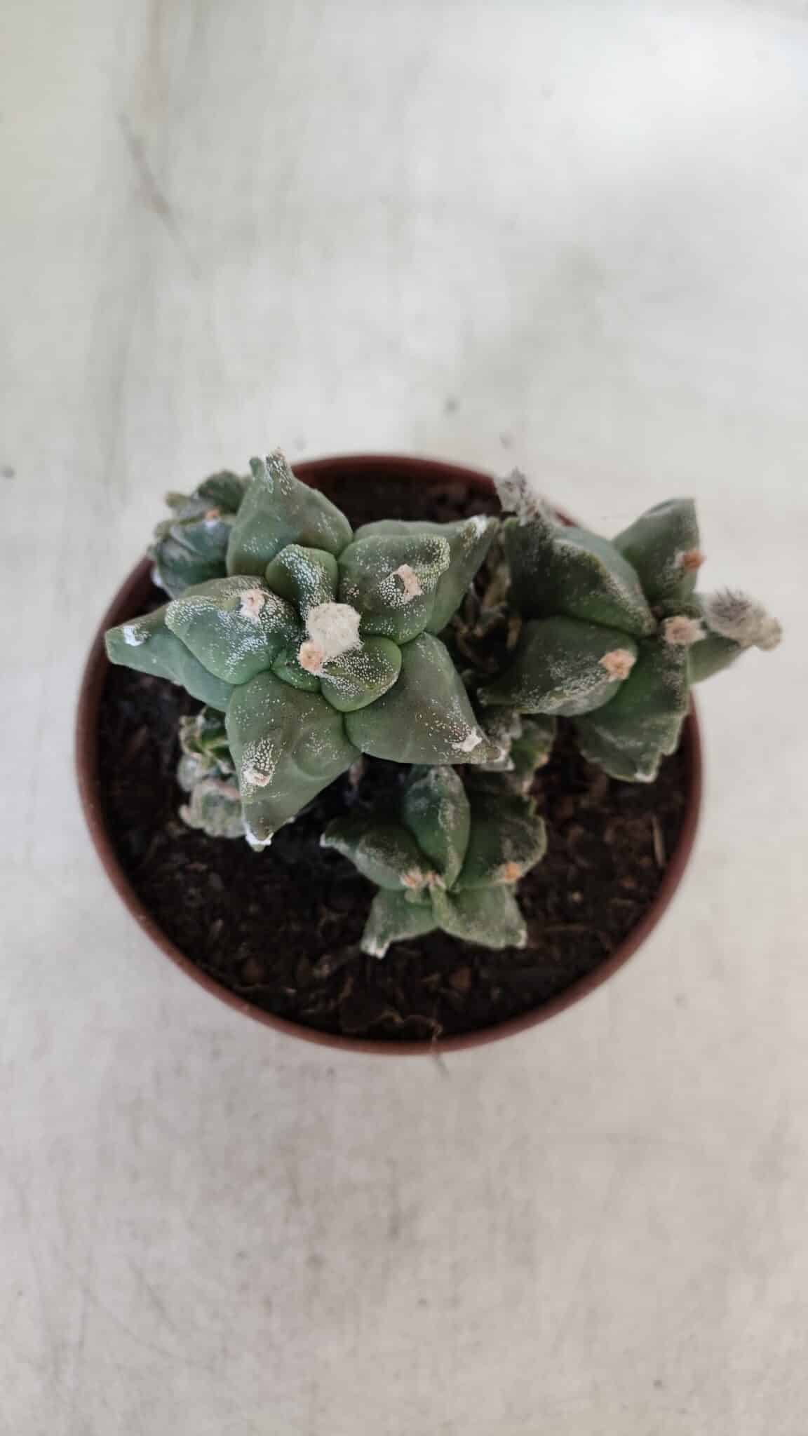 MATRIZ ASTROPHYTUM cv KIKKO "COLÔNIA"  Nº 925 – vaso 11