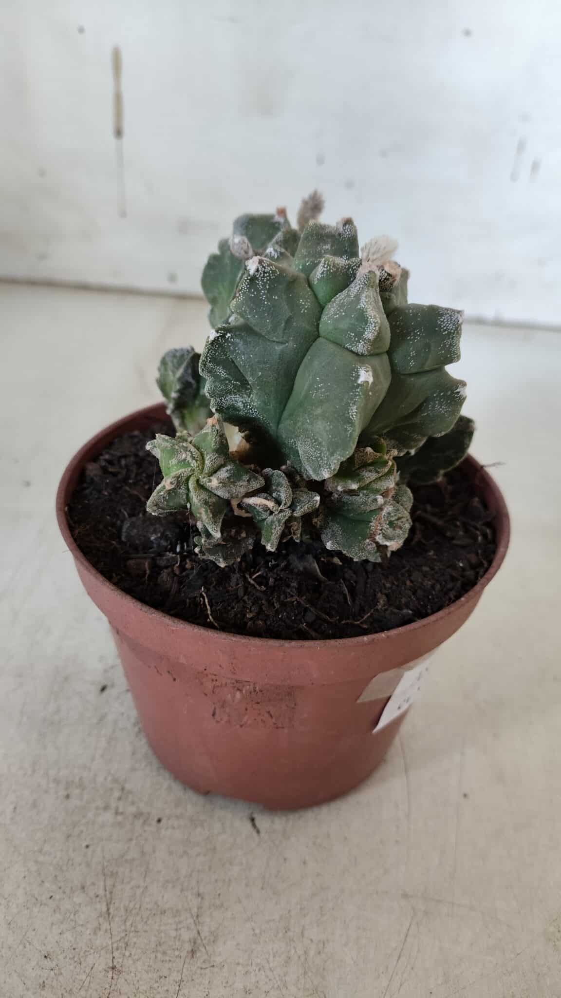 MATRIZ ASTROPHYTUM cv KIKKO "COLÔNIA"  Nº 925 – vaso 11