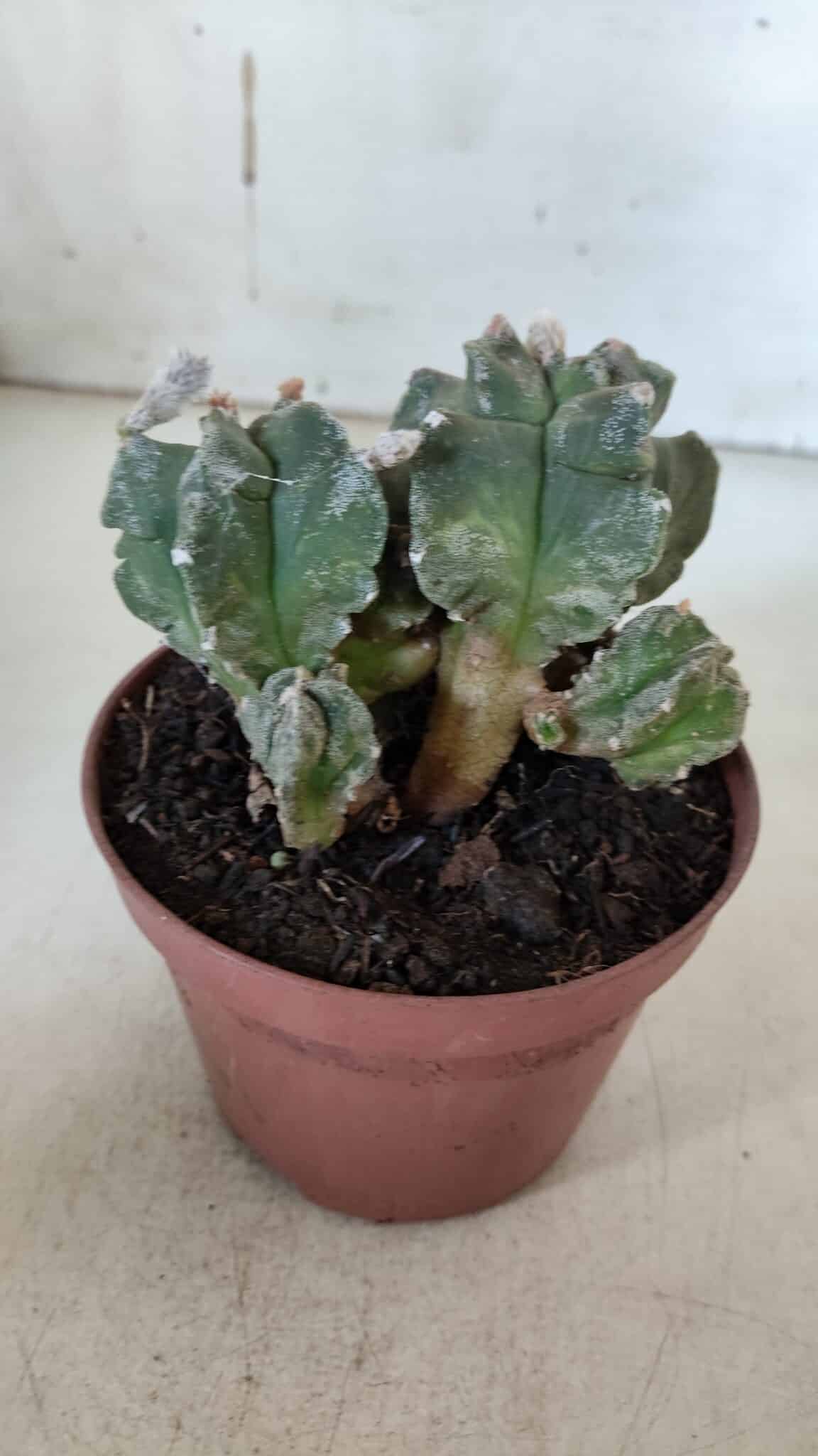 MATRIZ ASTROPHYTUM cv KIKKO "COLÔNIA"  Nº 925 – vaso 11
