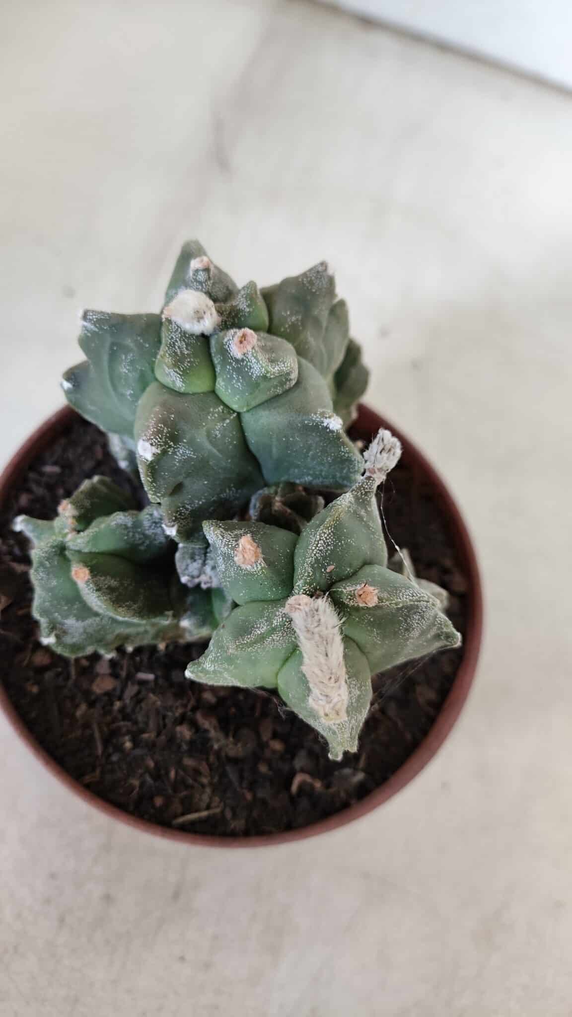 MATRIZ ASTROPHYTUM cv KIKKO "COLÔNIA"  Nº 925 – vaso 11