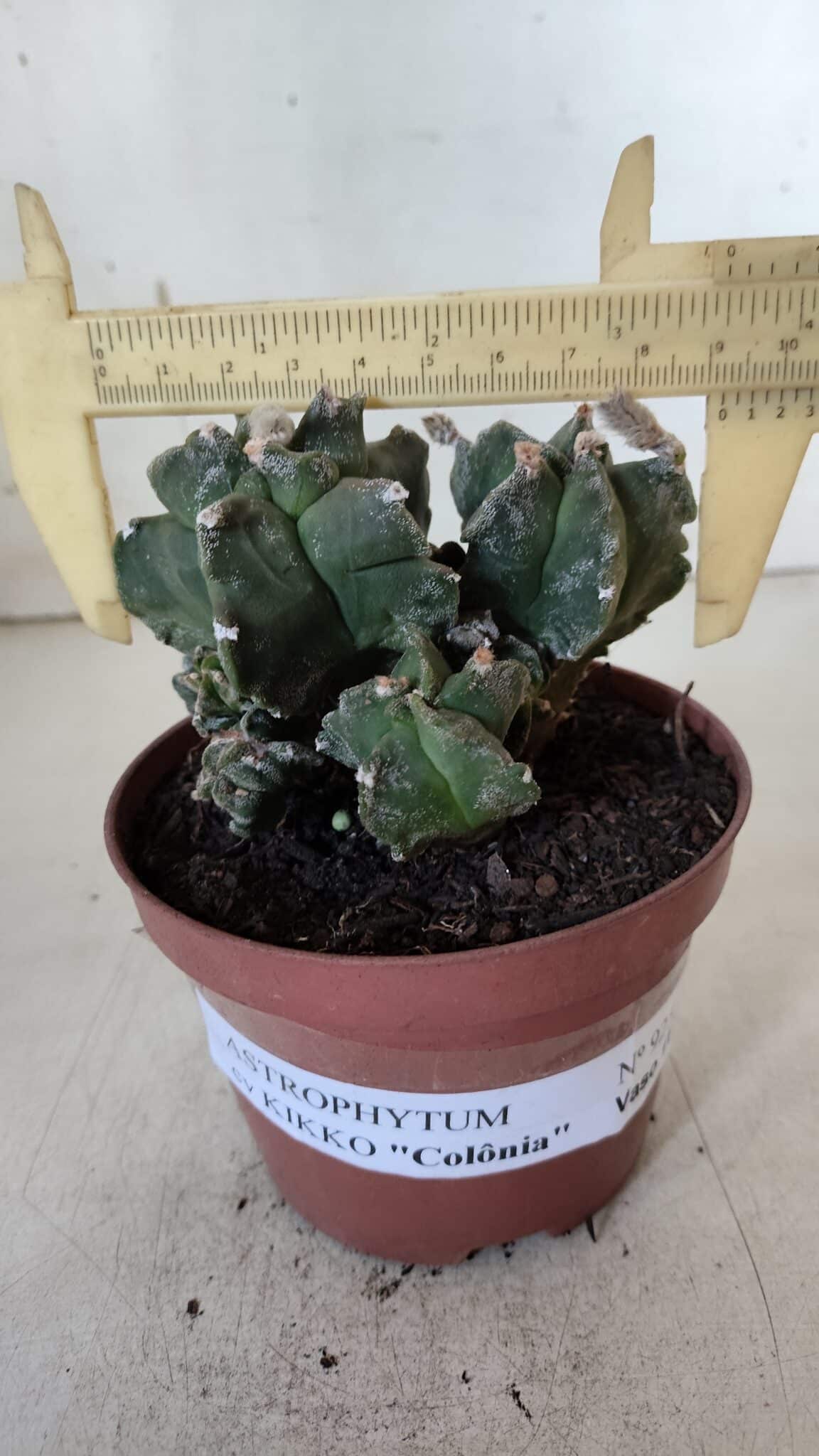 MATRIZ ASTROPHYTUM cv KIKKO "COLÔNIA"  Nº 925 – vaso 11
