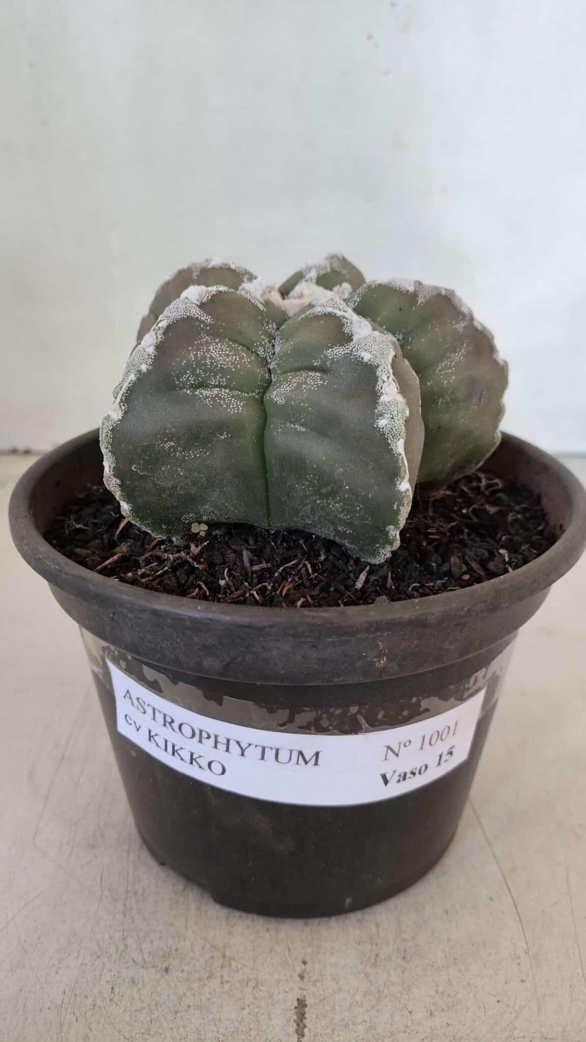 ASTROPHYTUM cv KIKKO  Nº 1001 – vaso 15