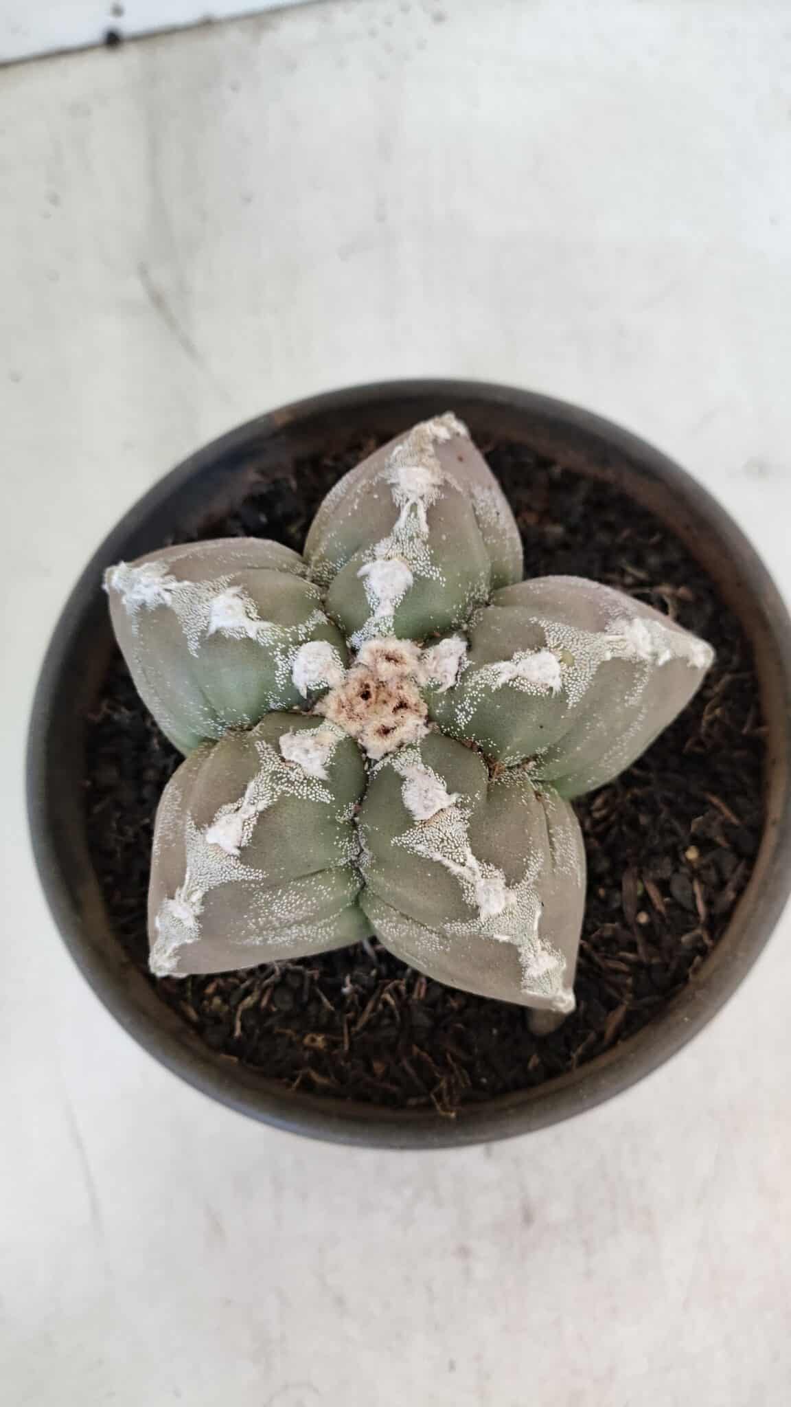 ASTROPHYTUM cv KIKKO  Nº 1001 – vaso 15