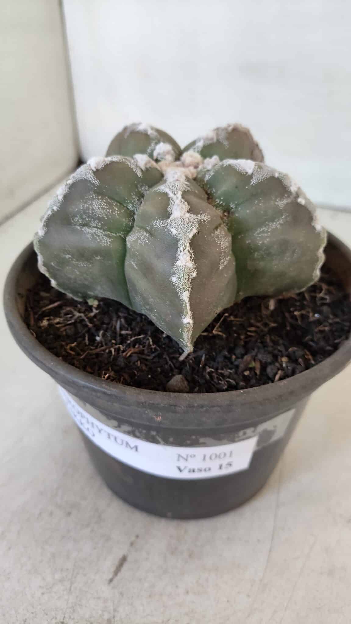 ASTROPHYTUM cv KIKKO  Nº 1001 – vaso 15