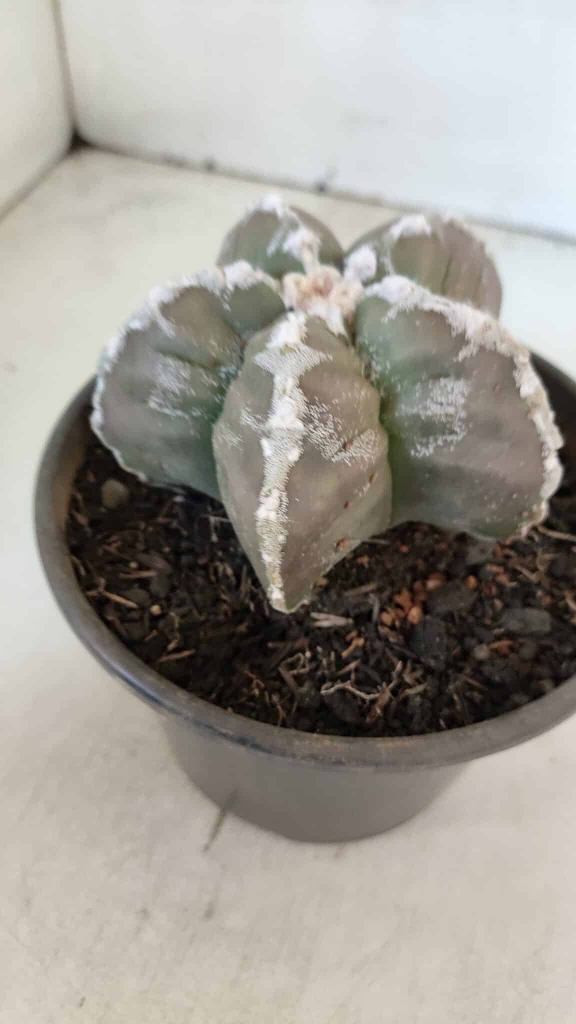 ASTROPHYTUM cv KIKKO  Nº 1001 – vaso 15