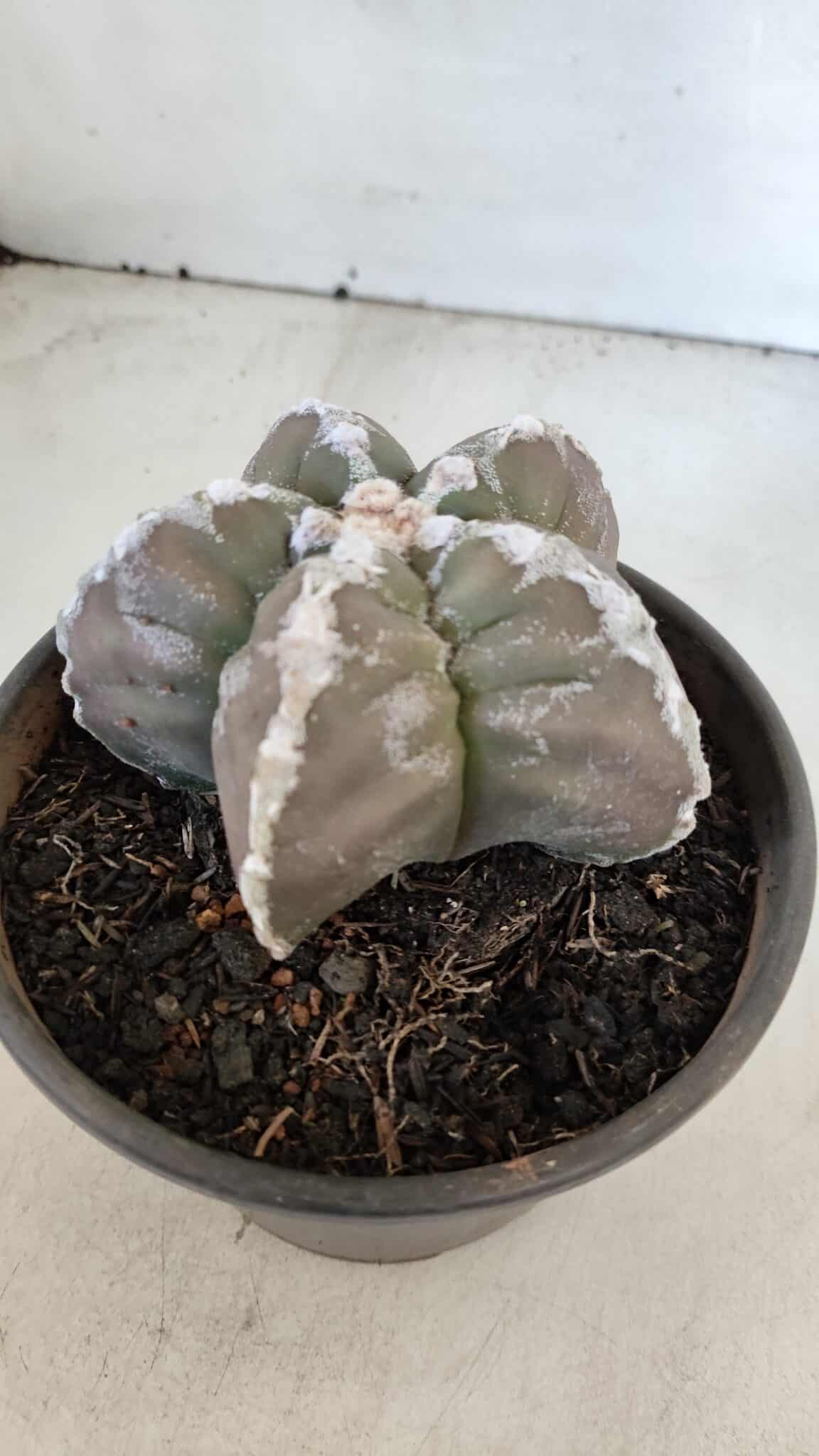 ASTROPHYTUM cv KIKKO  Nº 1001 – vaso 15