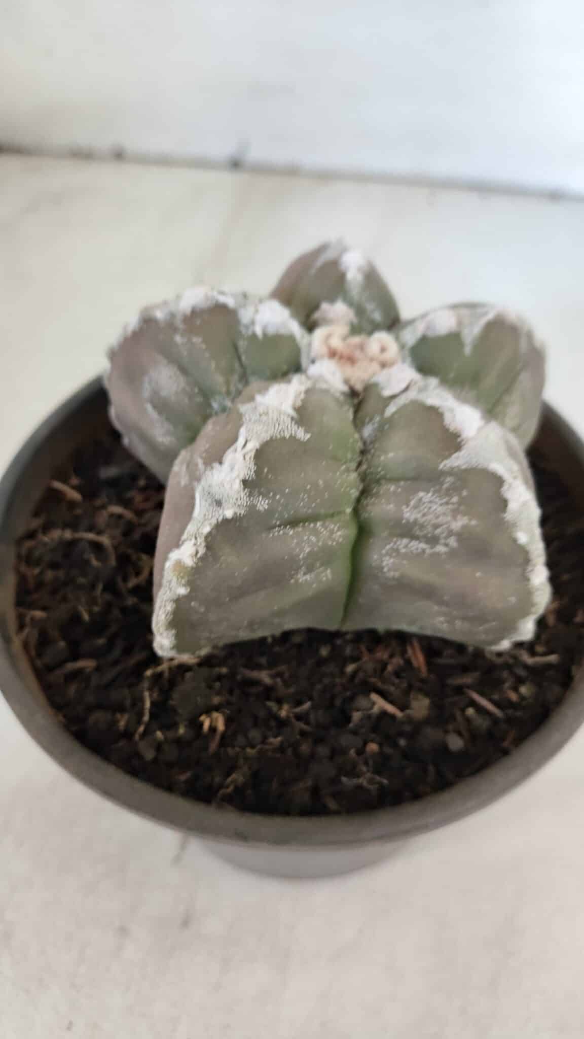 ASTROPHYTUM cv KIKKO  Nº 1001 – vaso 15