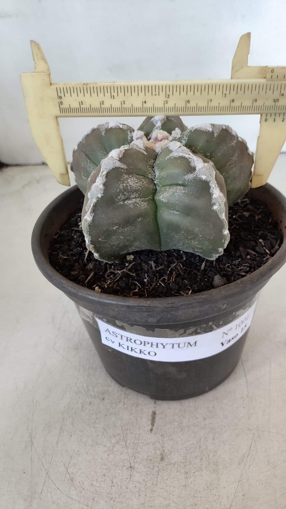 ASTROPHYTUM cv KIKKO  Nº 1001 – vaso 15