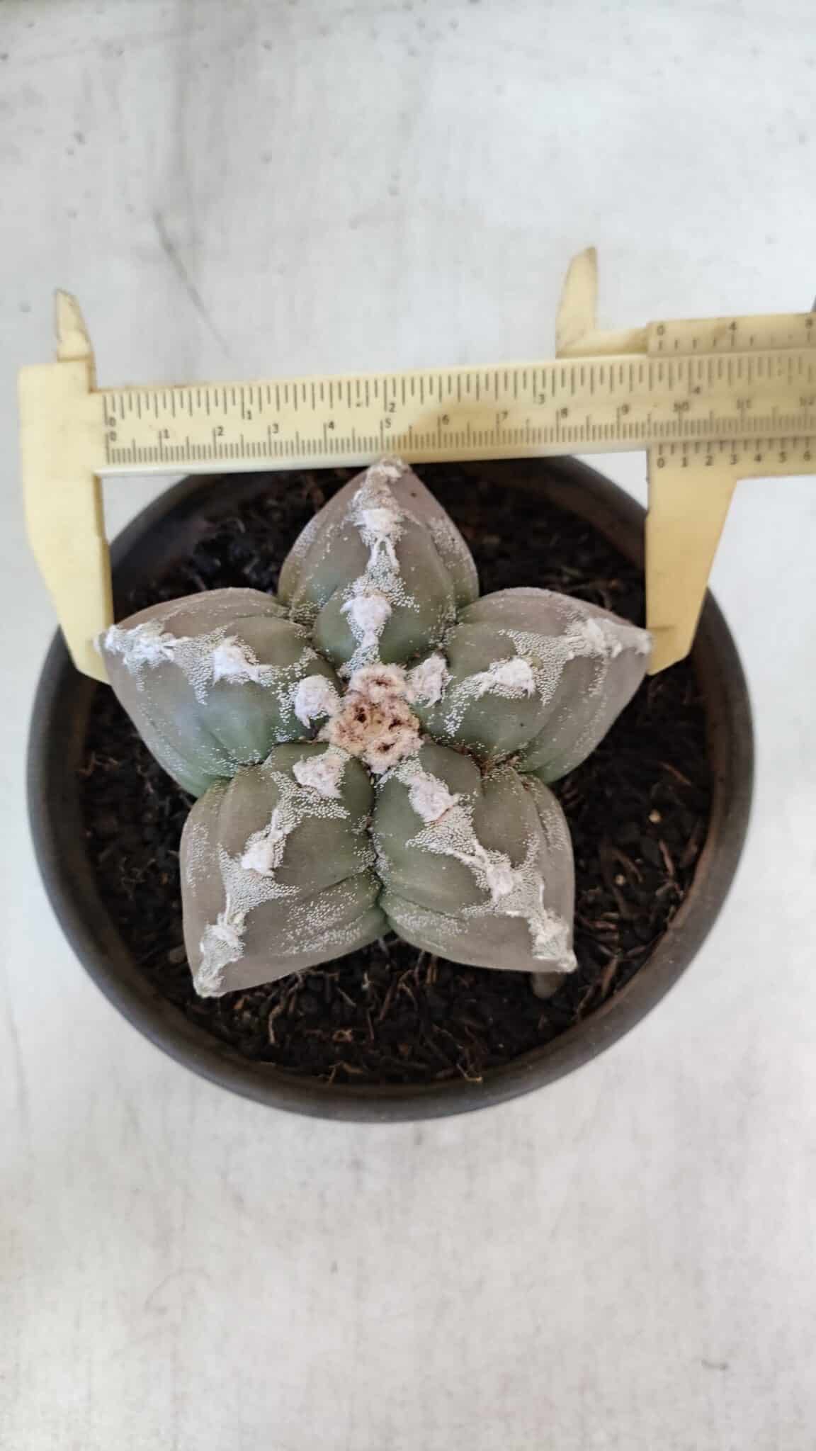 ASTROPHYTUM cv KIKKO  Nº 1001 – vaso 15