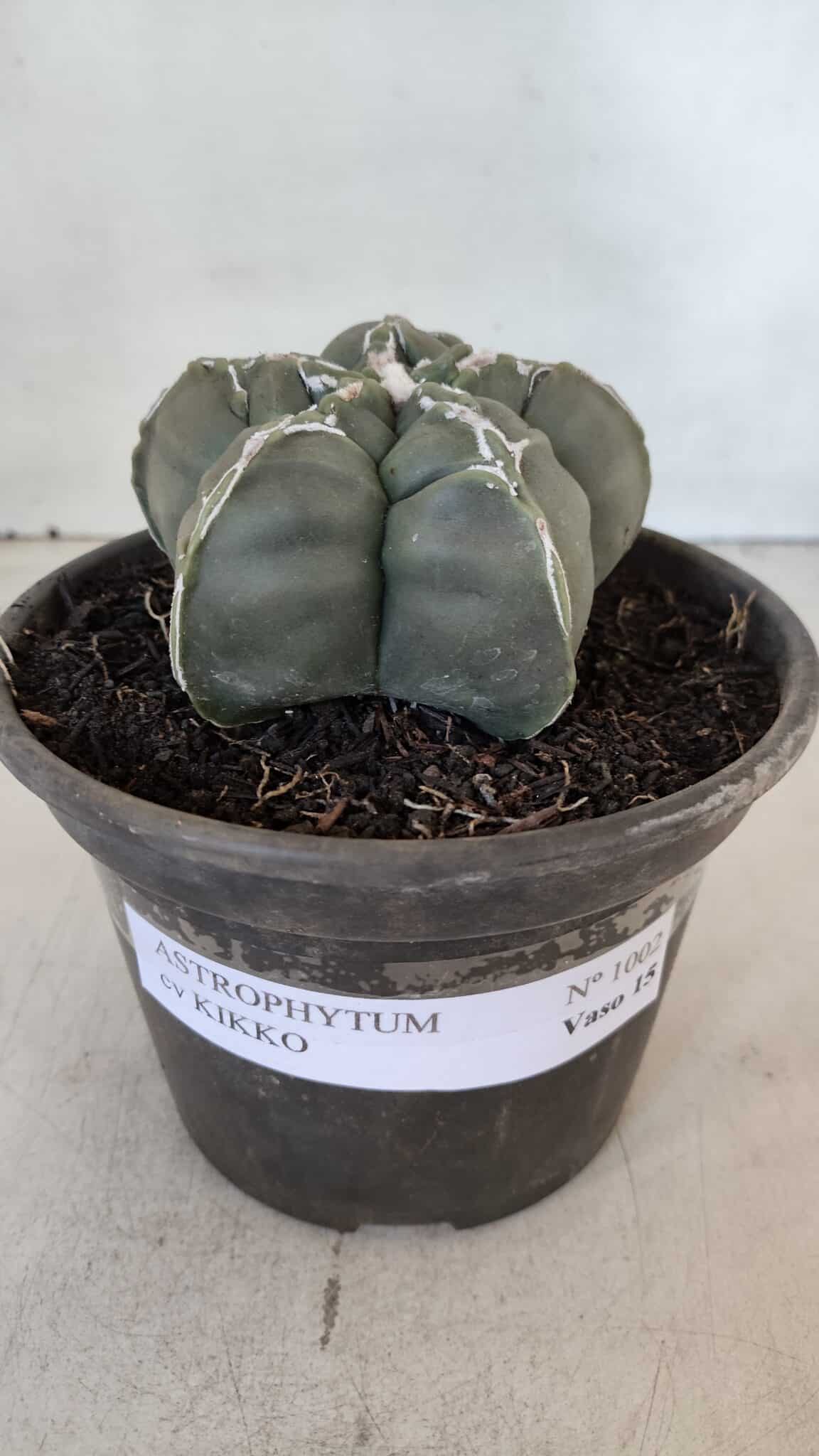 ASTROPHYTUM cv KIKKO  Nº 1002 – vaso 15