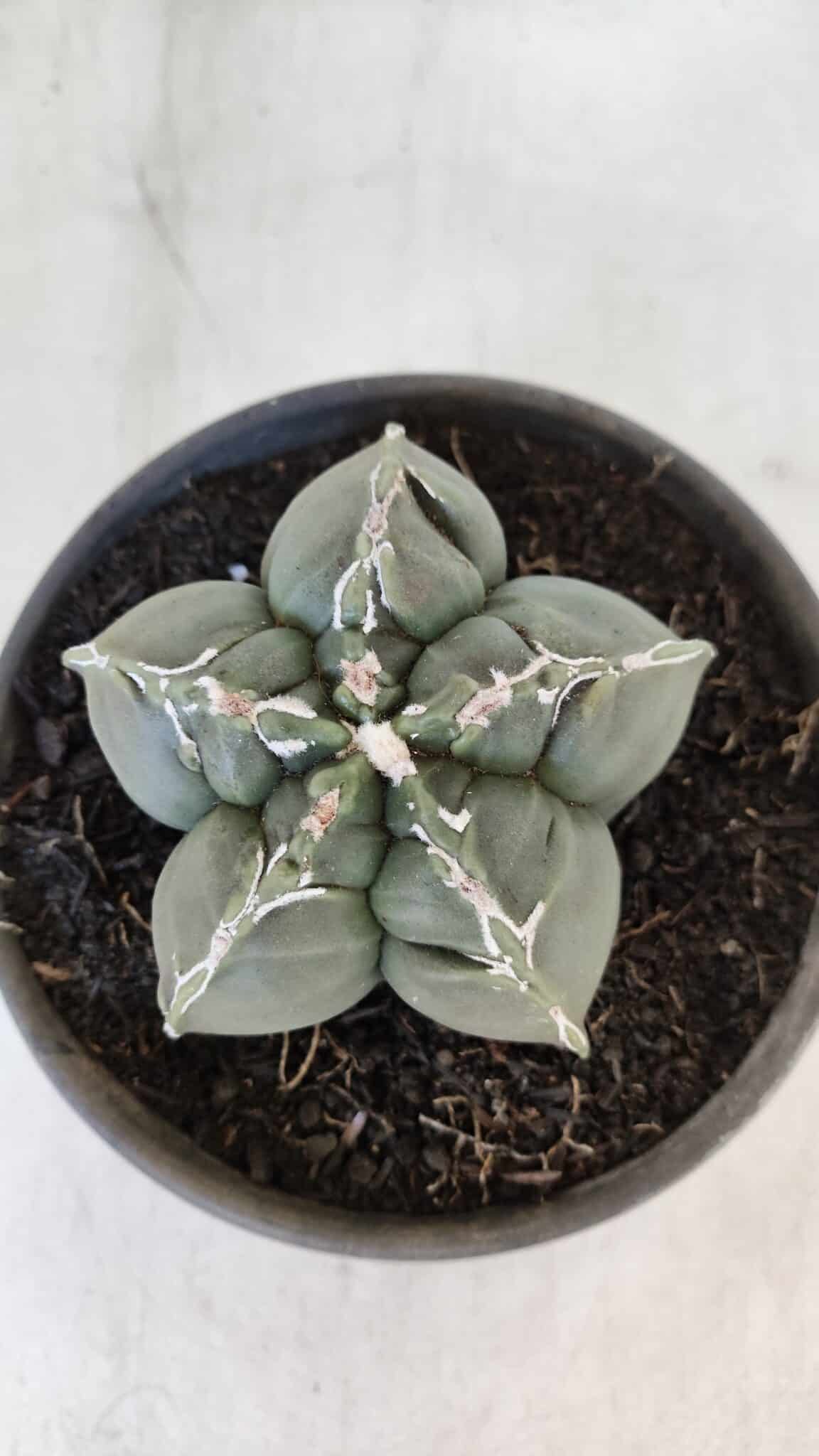 ASTROPHYTUM cv KIKKO  Nº 1002 – vaso 15