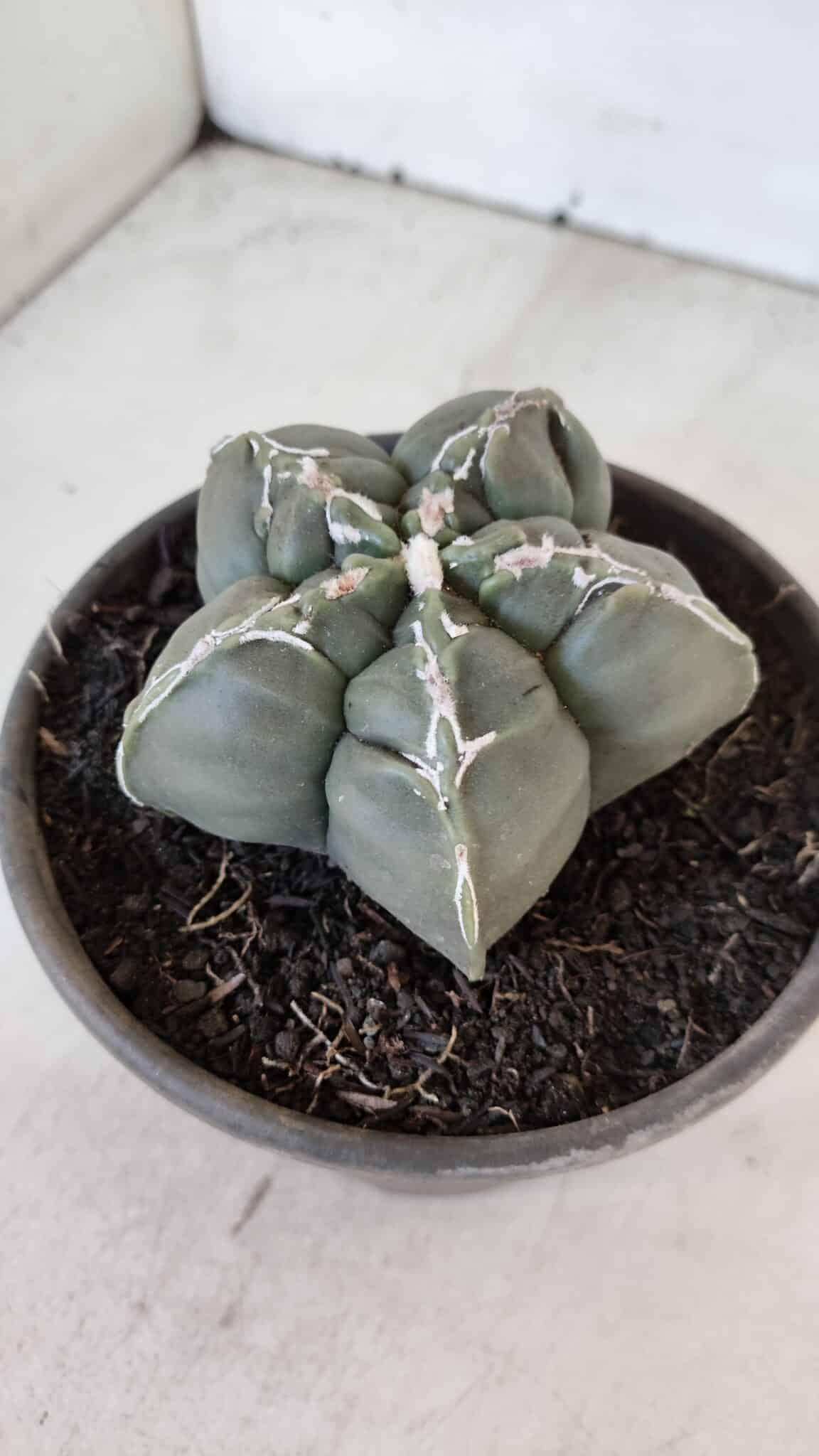 ASTROPHYTUM cv KIKKO  Nº 1002 – vaso 15