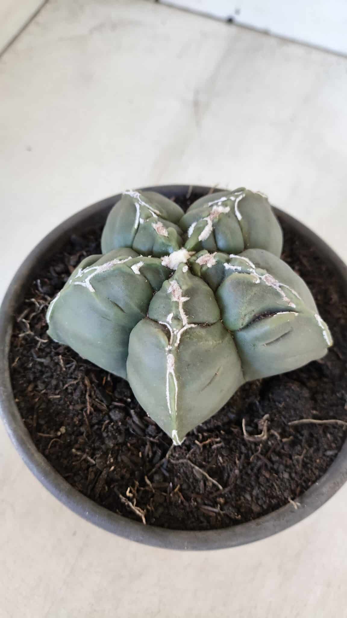ASTROPHYTUM cv KIKKO  Nº 1002 – vaso 15