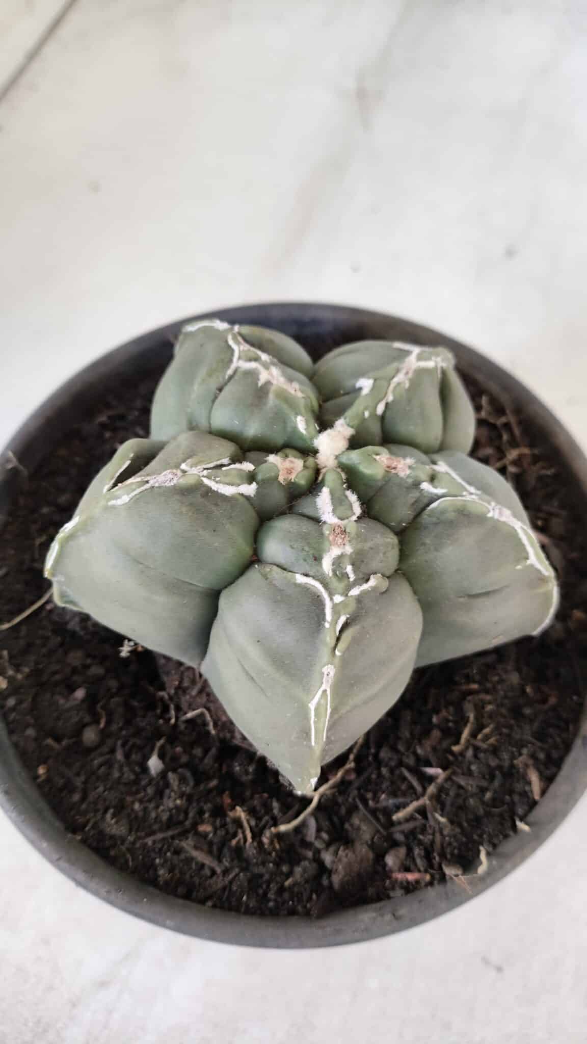 ASTROPHYTUM cv KIKKO  Nº 1002 – vaso 15