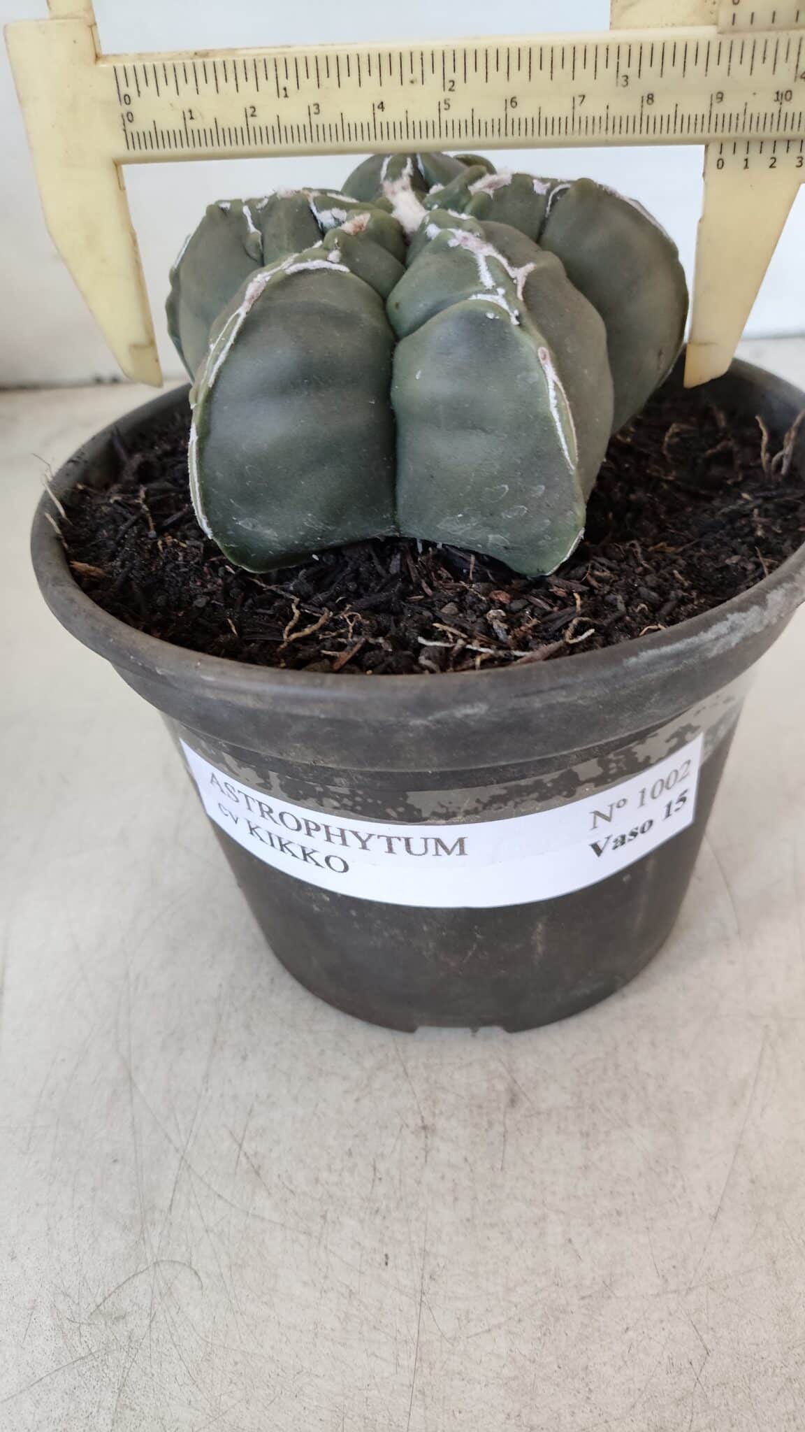 ASTROPHYTUM cv KIKKO  Nº 1002 – vaso 15