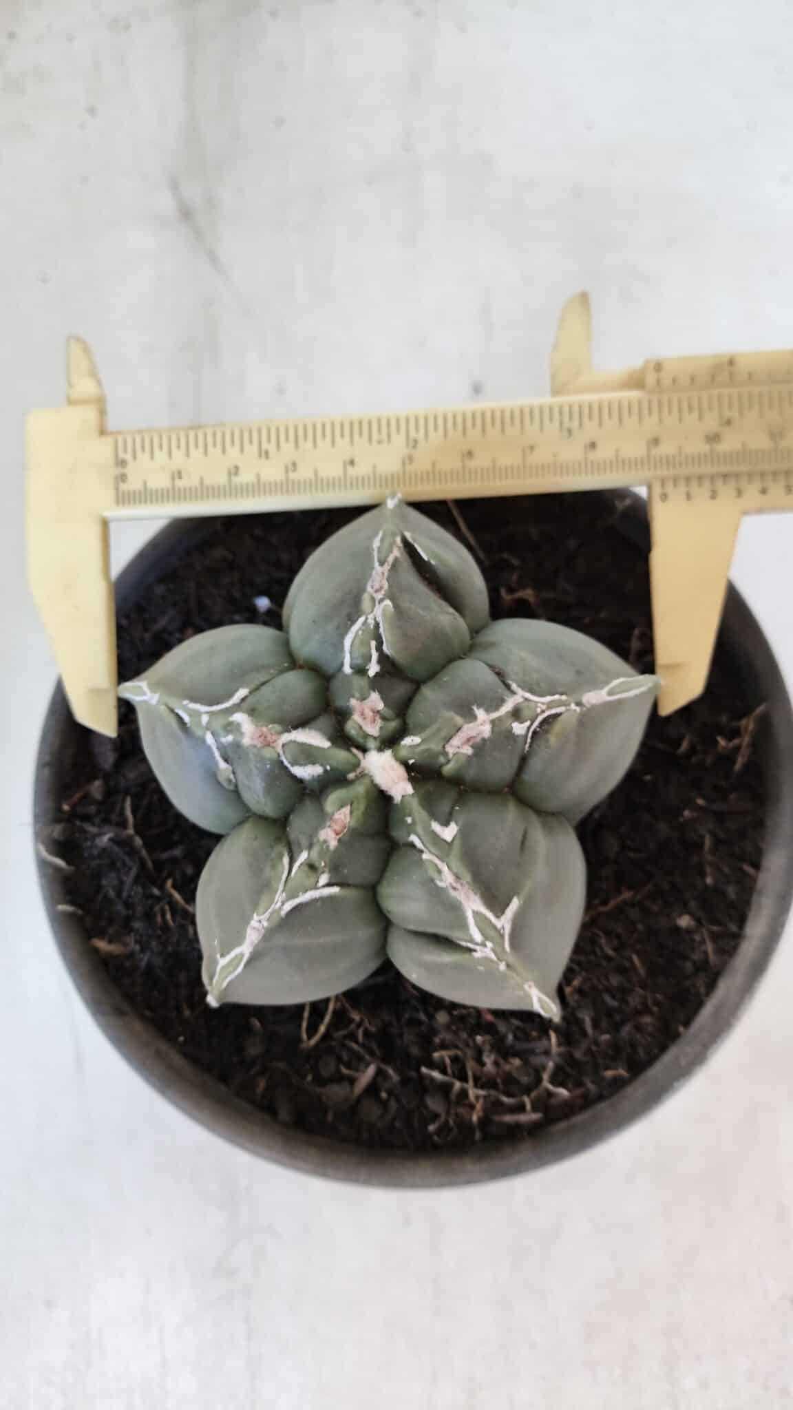ASTROPHYTUM cv KIKKO  Nº 1002 – vaso 15