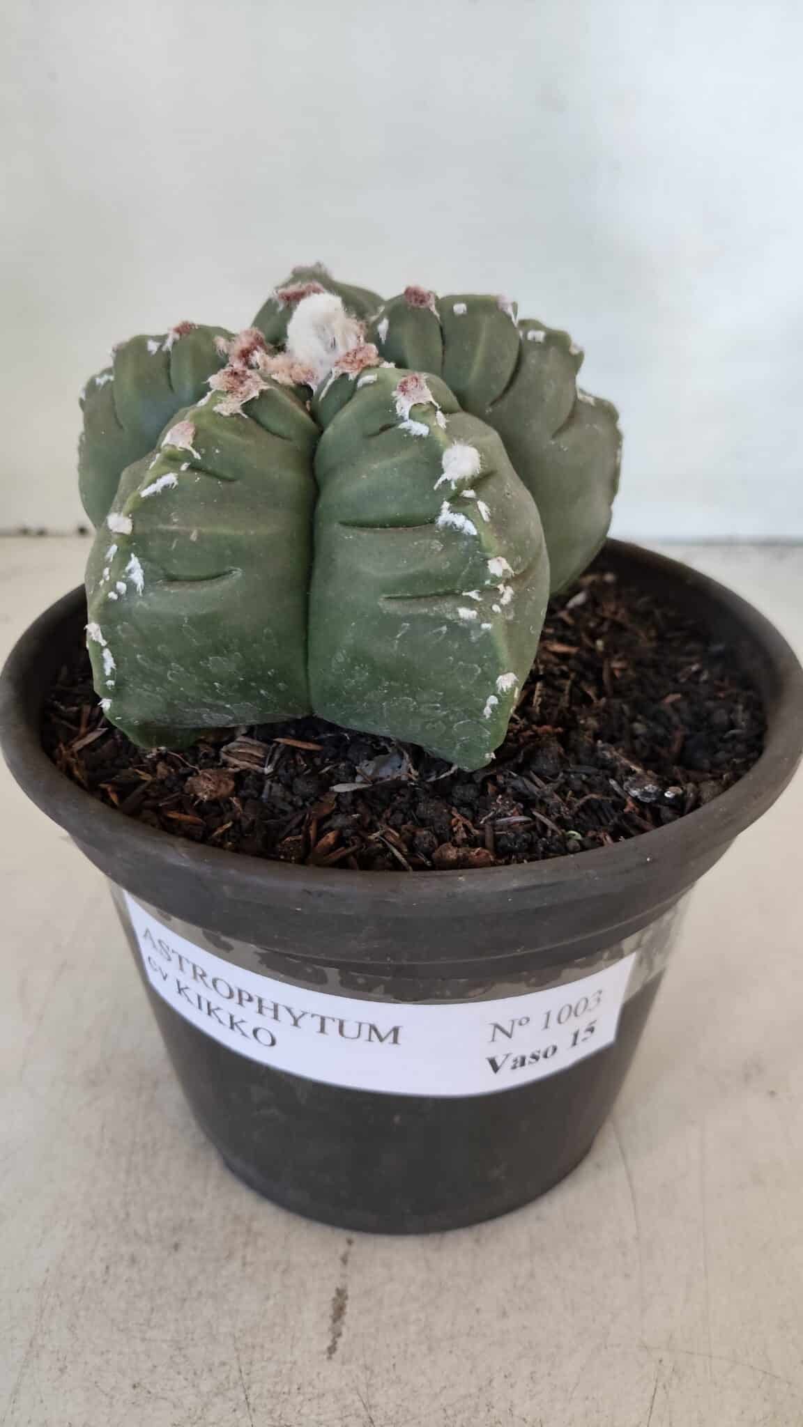 ASTROPHYTUM cv KIKKO  Nº 1003 – vaso 15