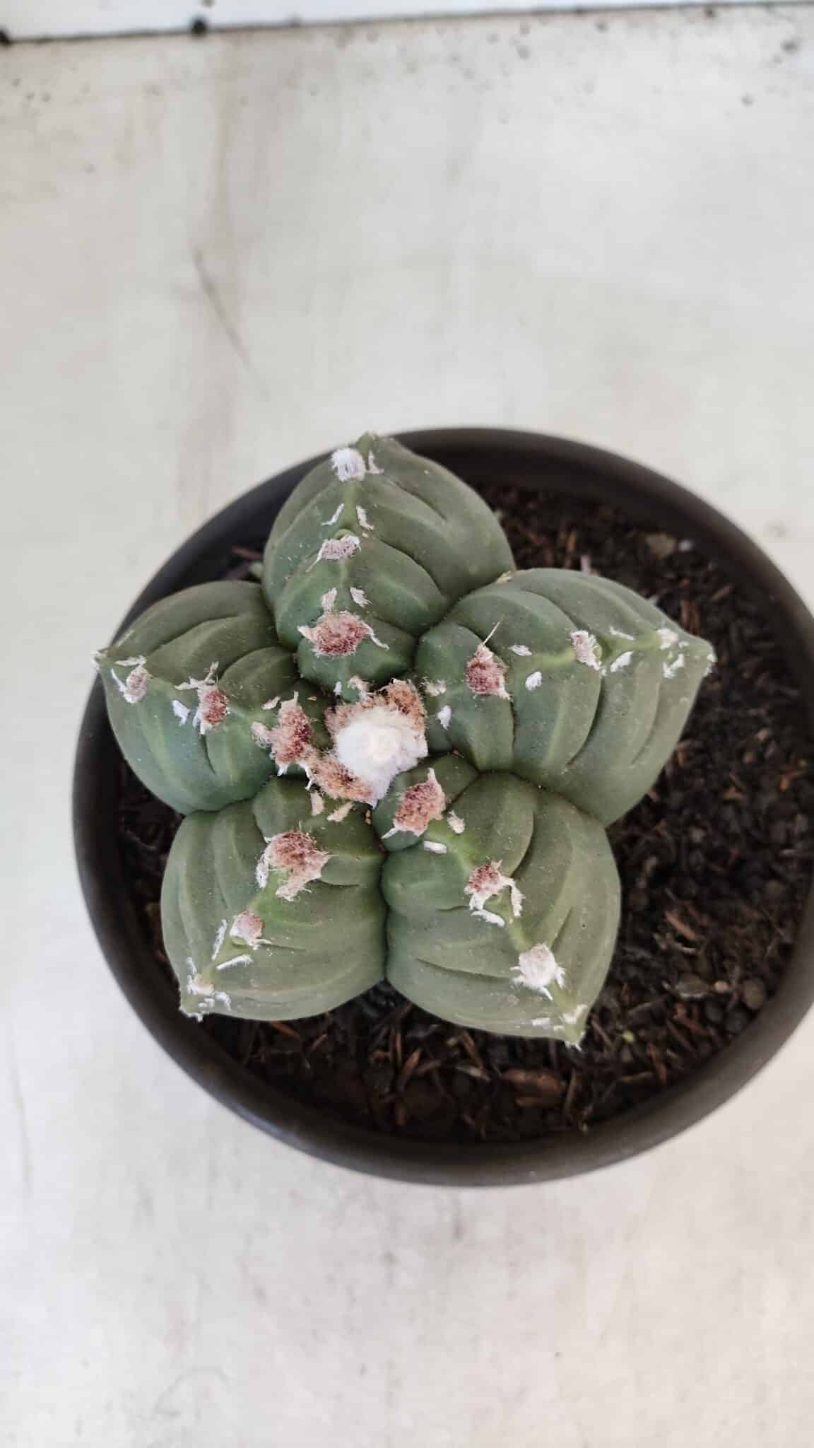 ASTROPHYTUM cv KIKKO  Nº 1003 – vaso 15
