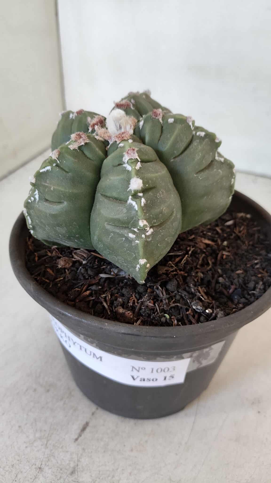 ASTROPHYTUM cv KIKKO  Nº 1003 – vaso 15