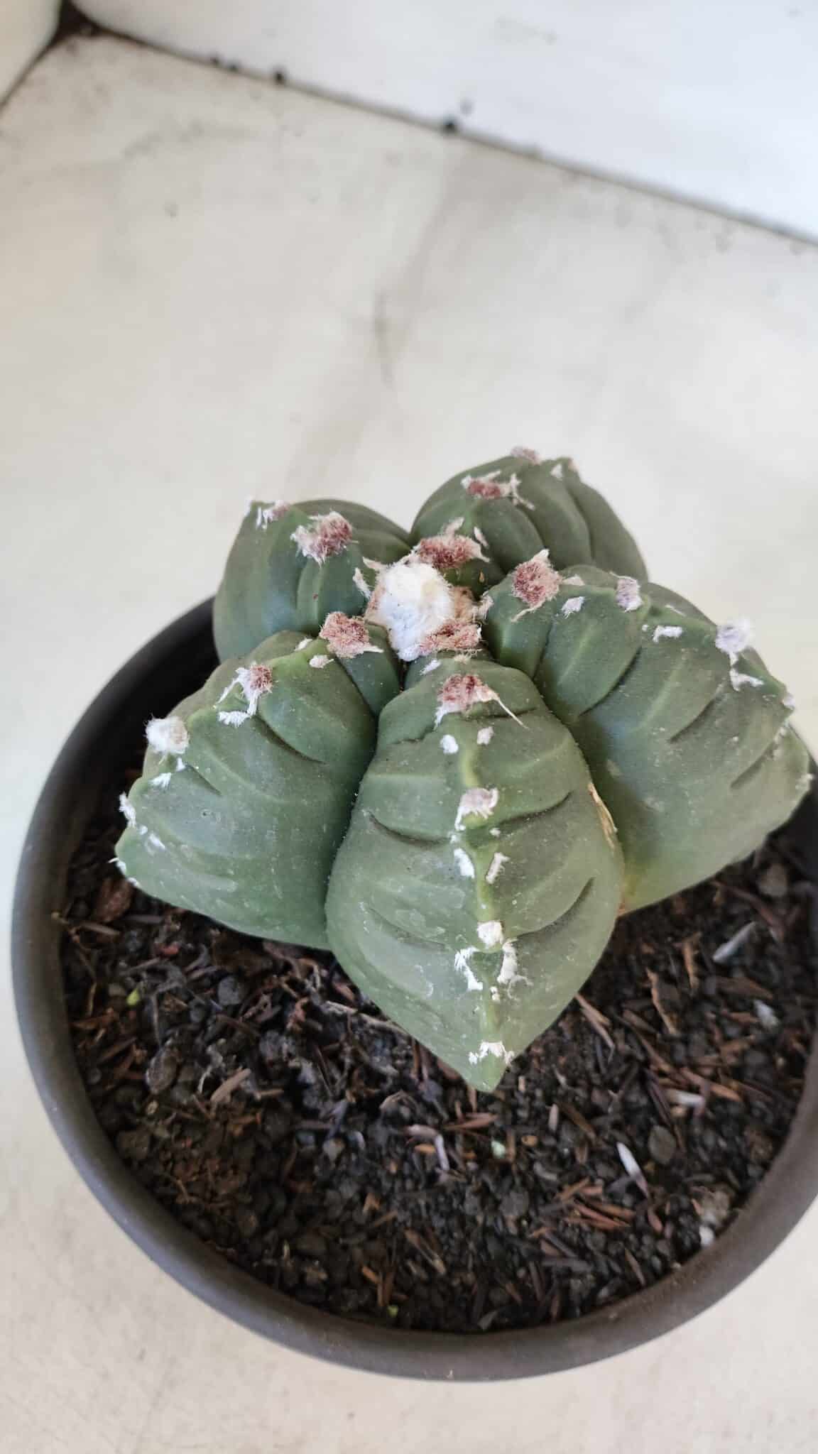 ASTROPHYTUM cv KIKKO  Nº 1003 – vaso 15