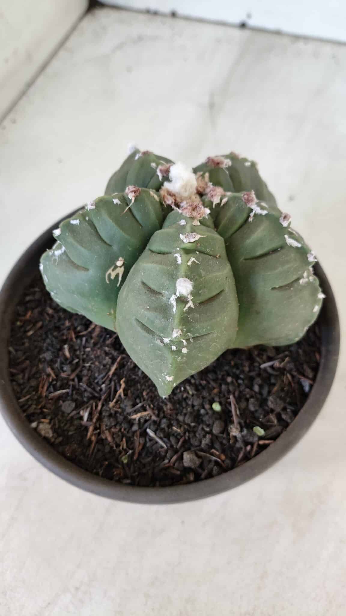 ASTROPHYTUM cv KIKKO  Nº 1003 – vaso 15