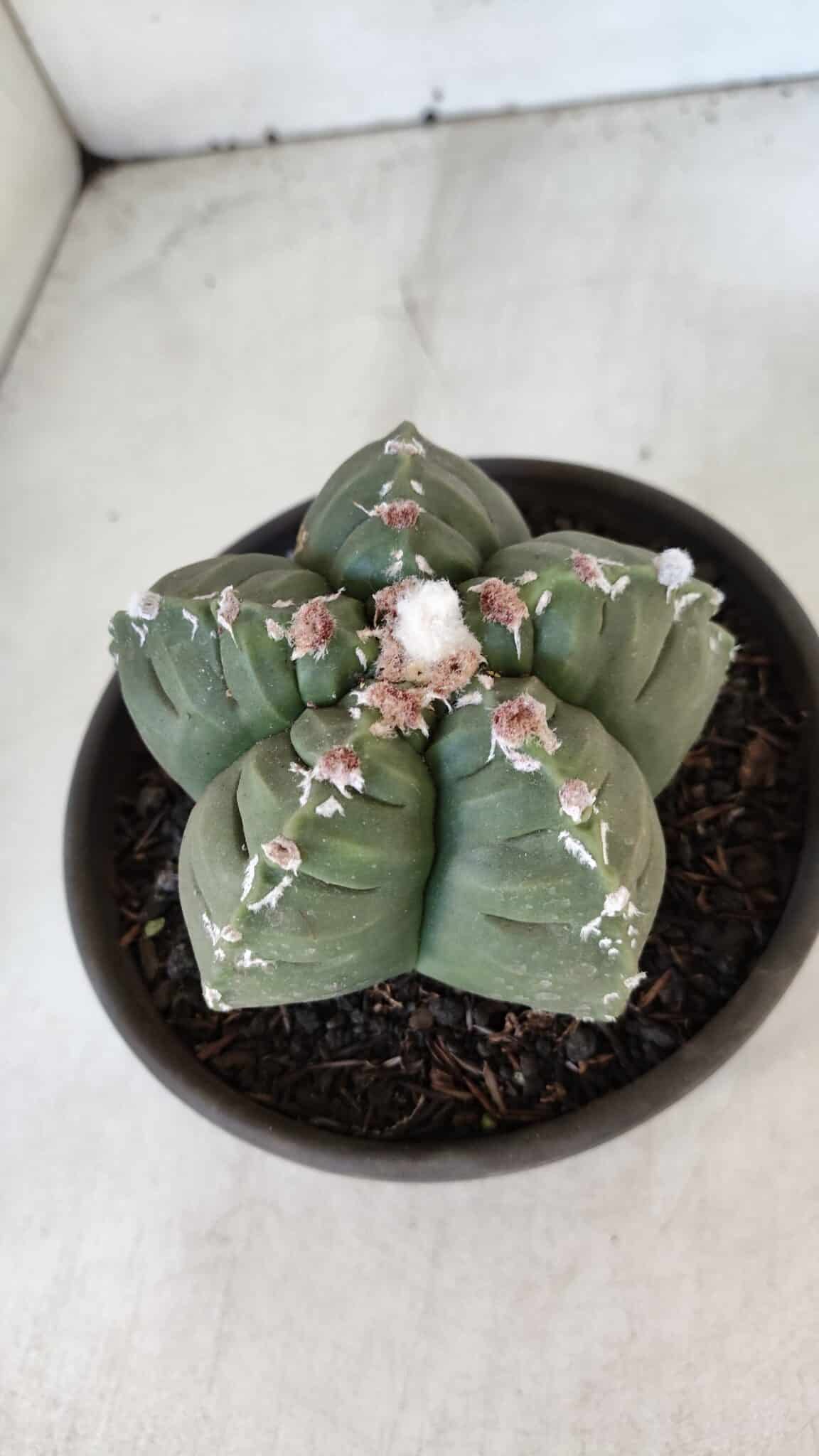 ASTROPHYTUM cv KIKKO  Nº 1003 – vaso 15