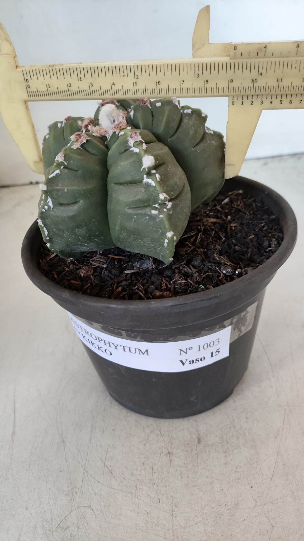 ASTROPHYTUM cv KIKKO  Nº 1003 – vaso 15