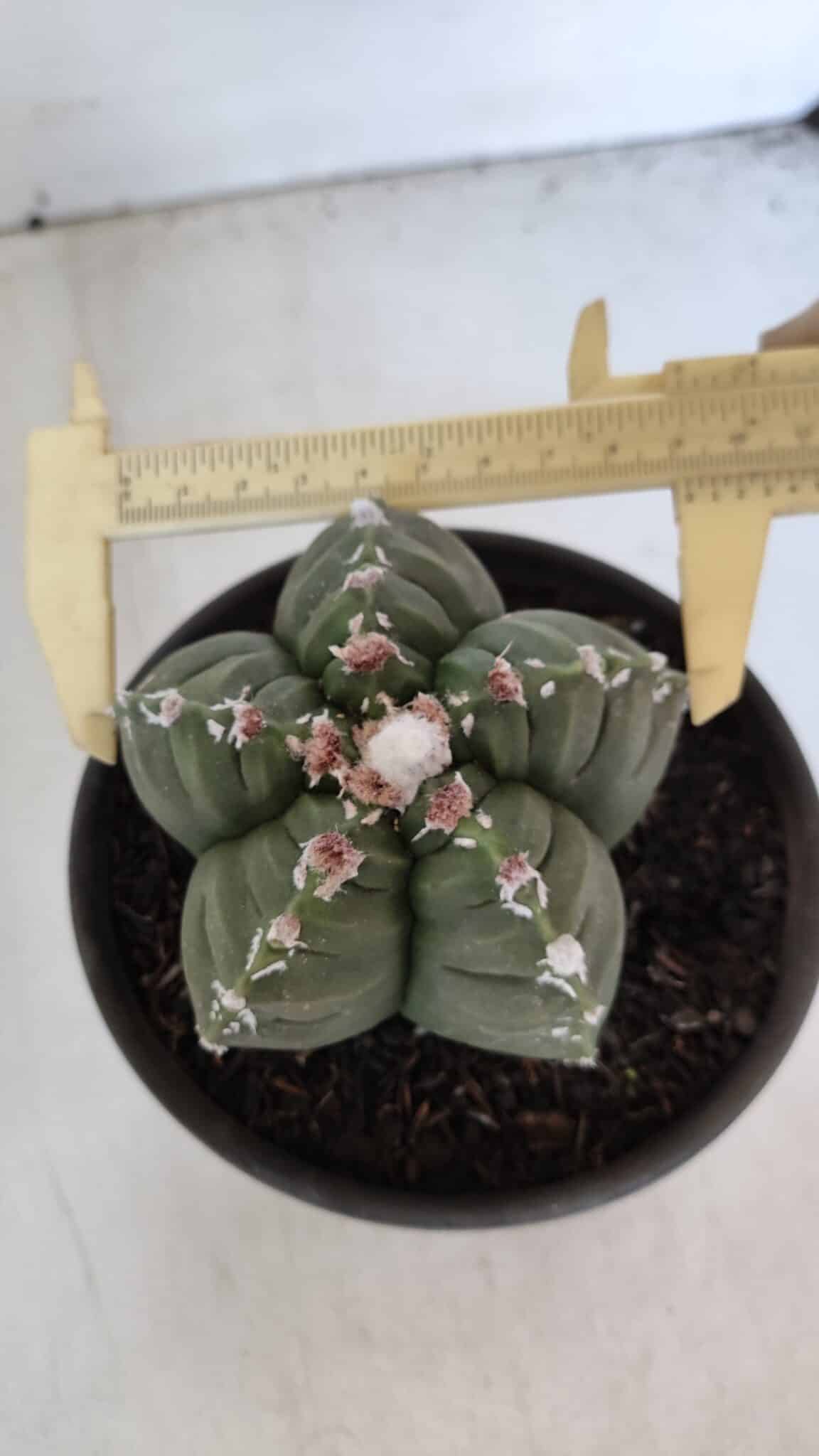 ASTROPHYTUM cv KIKKO  Nº 1003 – vaso 15