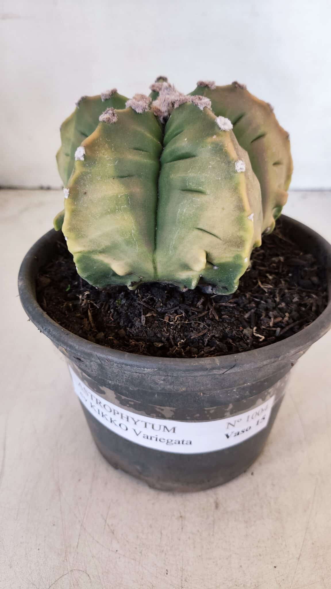 ASTROPHYTUM cv KIKKO "Variegata" Nº 1004 – vaso 15
