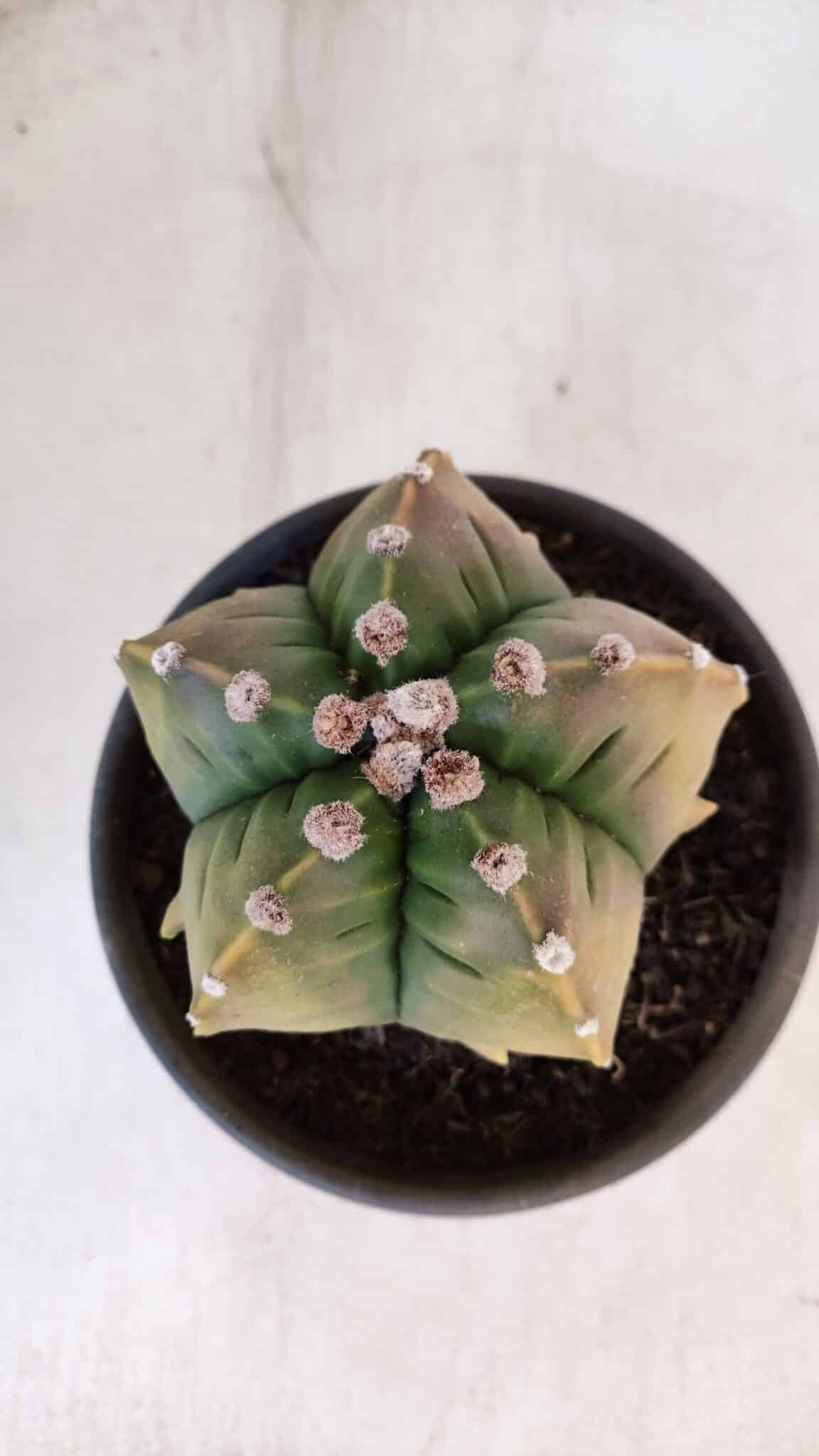 ASTROPHYTUM cv KIKKO "Variegata" Nº 1004 – vaso 15