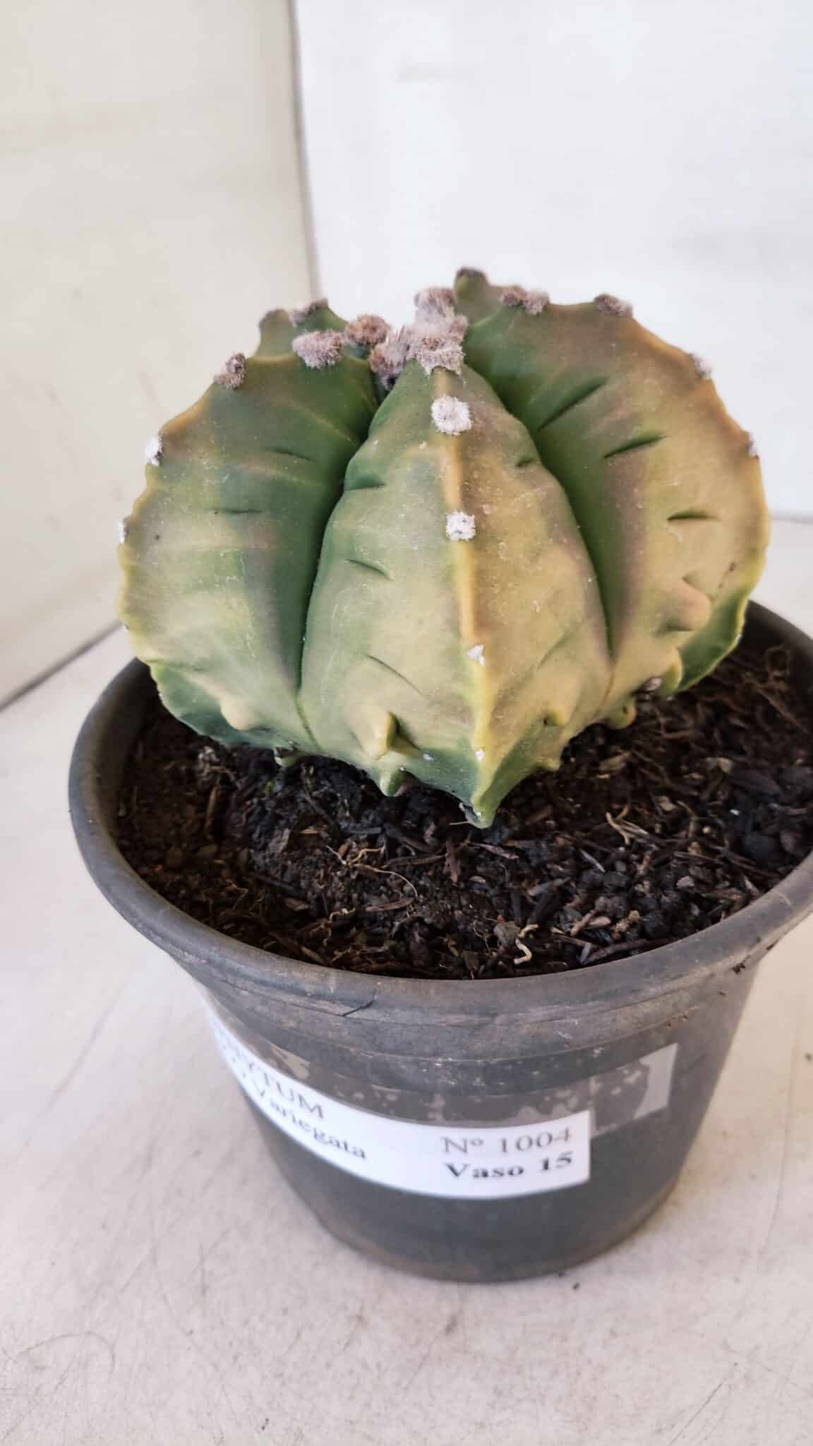 ASTROPHYTUM cv KIKKO "Variegata" Nº 1004 – vaso 15