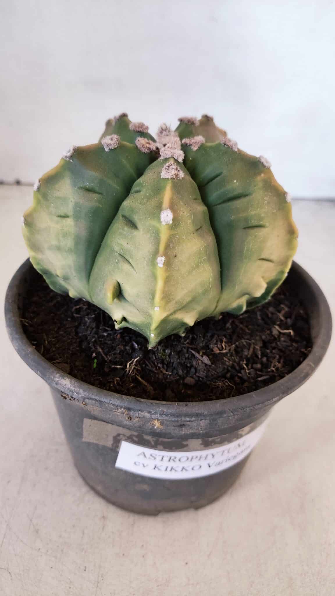 ASTROPHYTUM cv KIKKO "Variegata" Nº 1004 – vaso 15