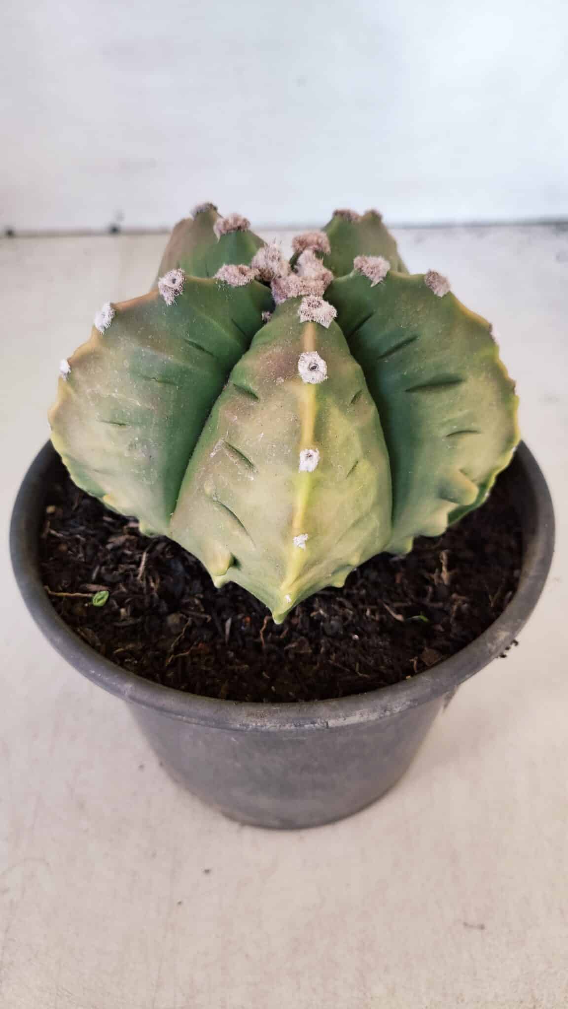 ASTROPHYTUM cv KIKKO "Variegata" Nº 1004 – vaso 15