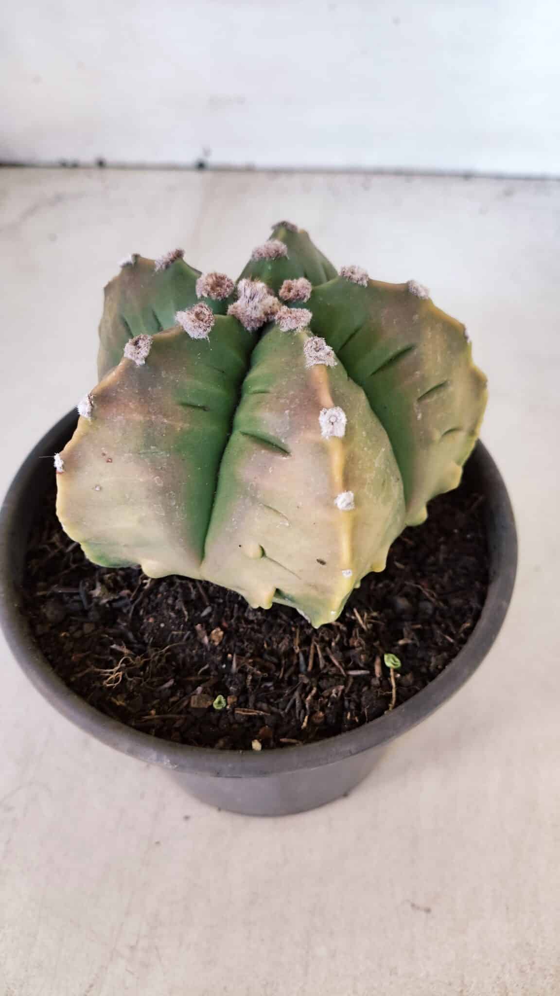ASTROPHYTUM cv KIKKO "Variegata" Nº 1004 – vaso 15