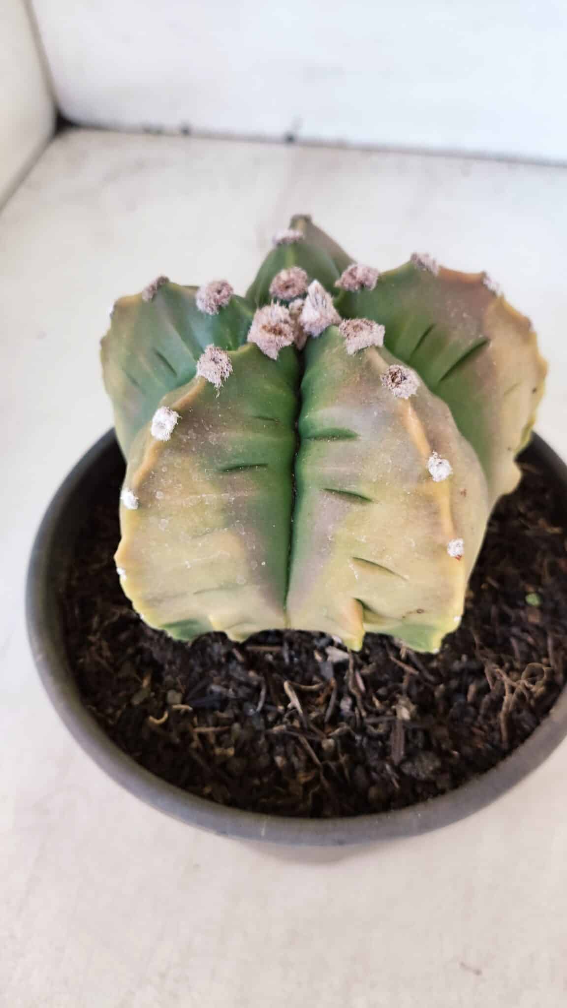ASTROPHYTUM cv KIKKO "Variegata" Nº 1004 – vaso 15