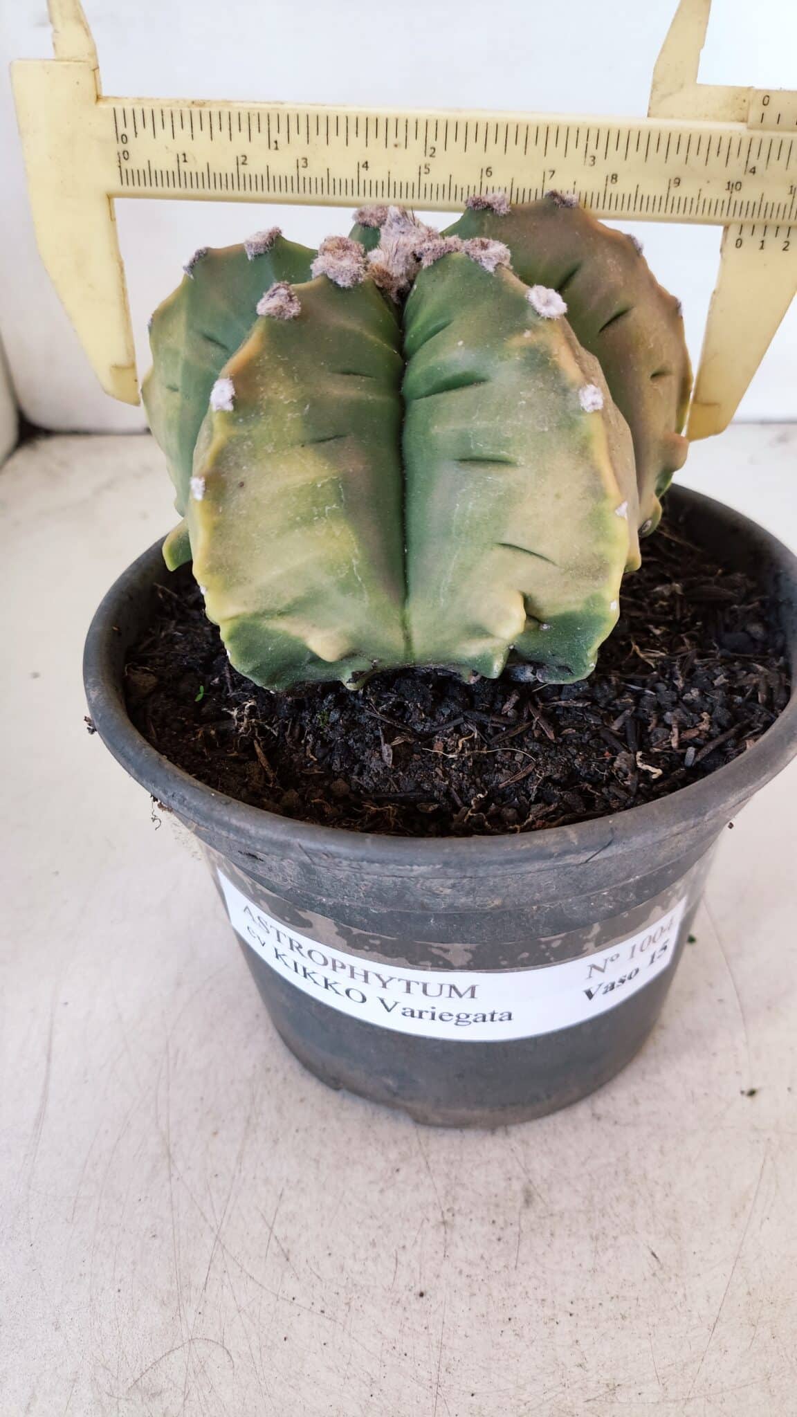 ASTROPHYTUM cv KIKKO "Variegata" Nº 1004 – vaso 15