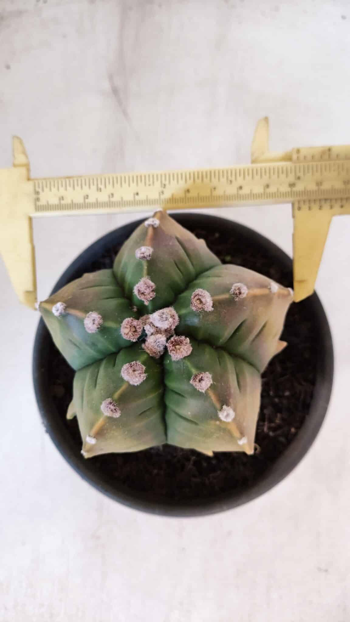 ASTROPHYTUM cv KIKKO "Variegata" Nº 1004 – vaso 15