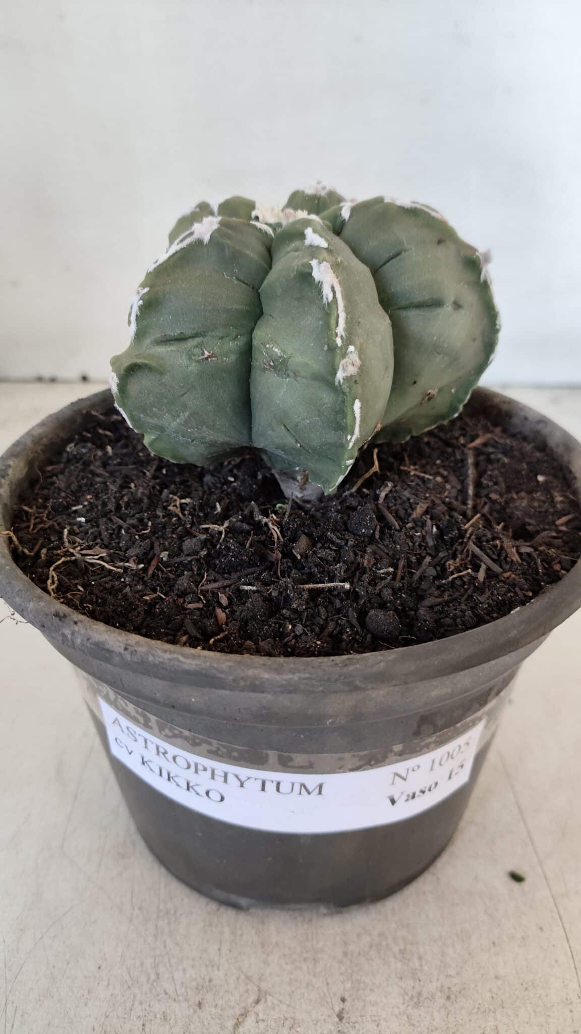 MATRIZ ASTROPHYTUM cv KIKKO  Nº 1005 – vaso 15