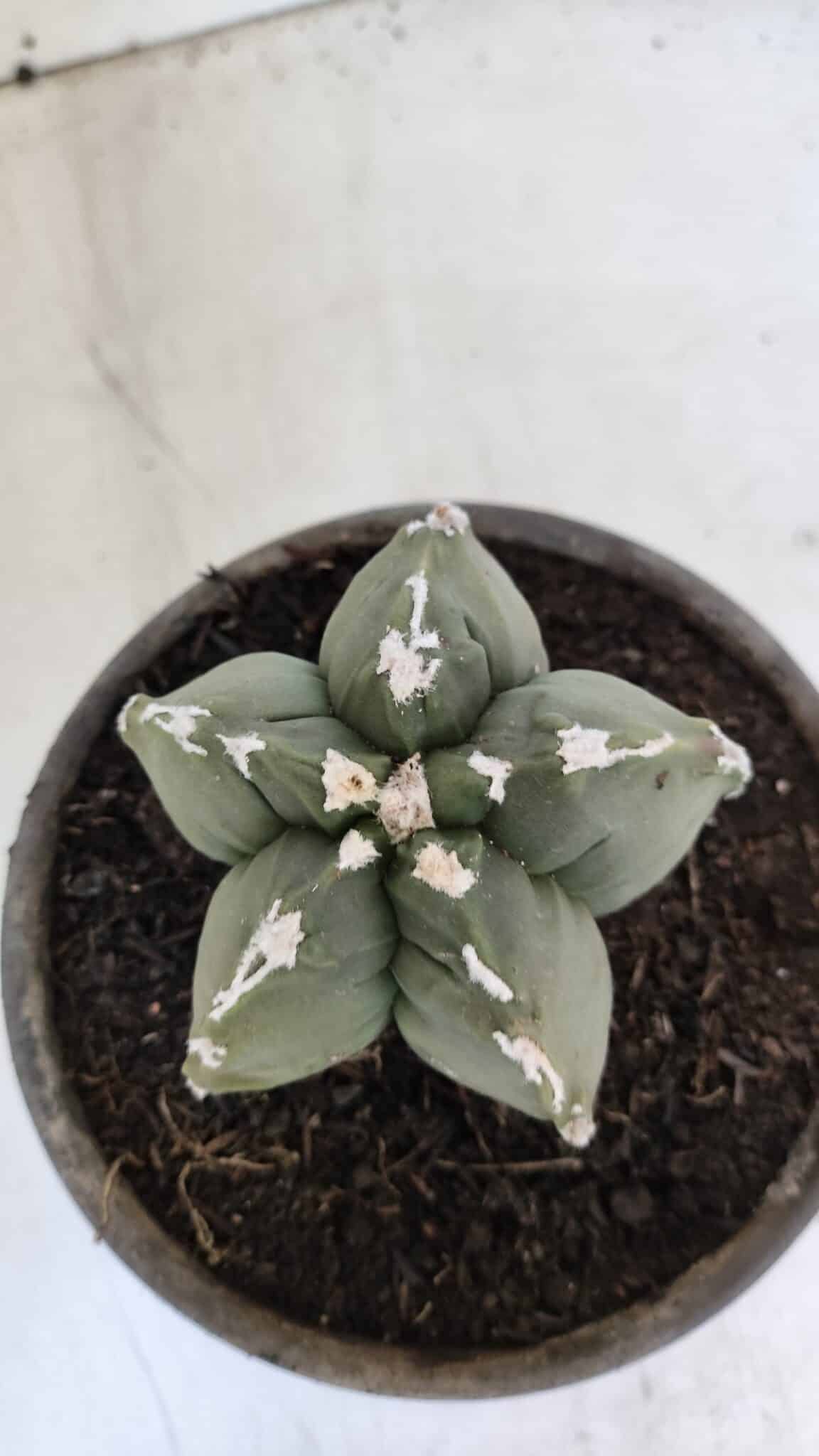 MATRIZ ASTROPHYTUM cv KIKKO  Nº 1005 – vaso 15