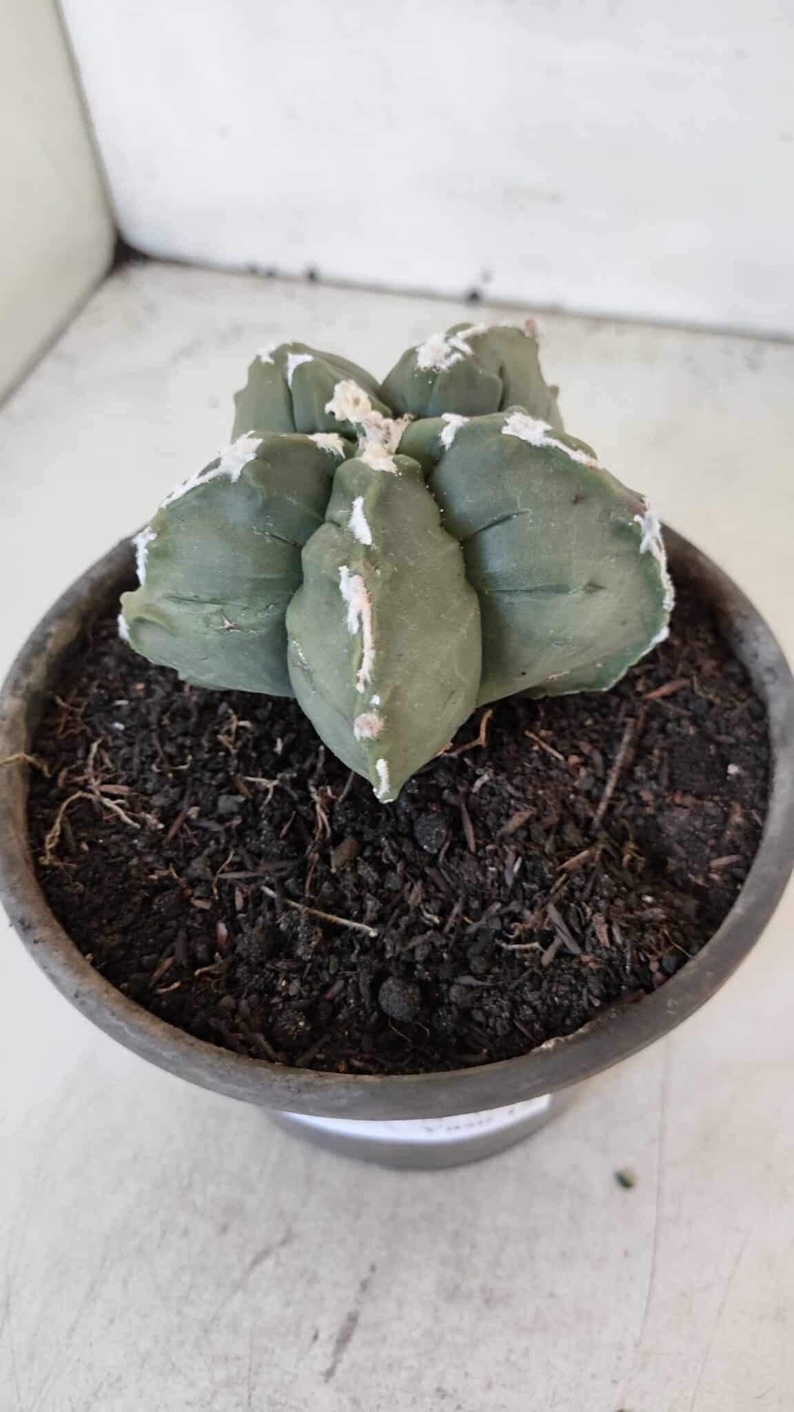 MATRIZ ASTROPHYTUM cv KIKKO  Nº 1005 – vaso 15
