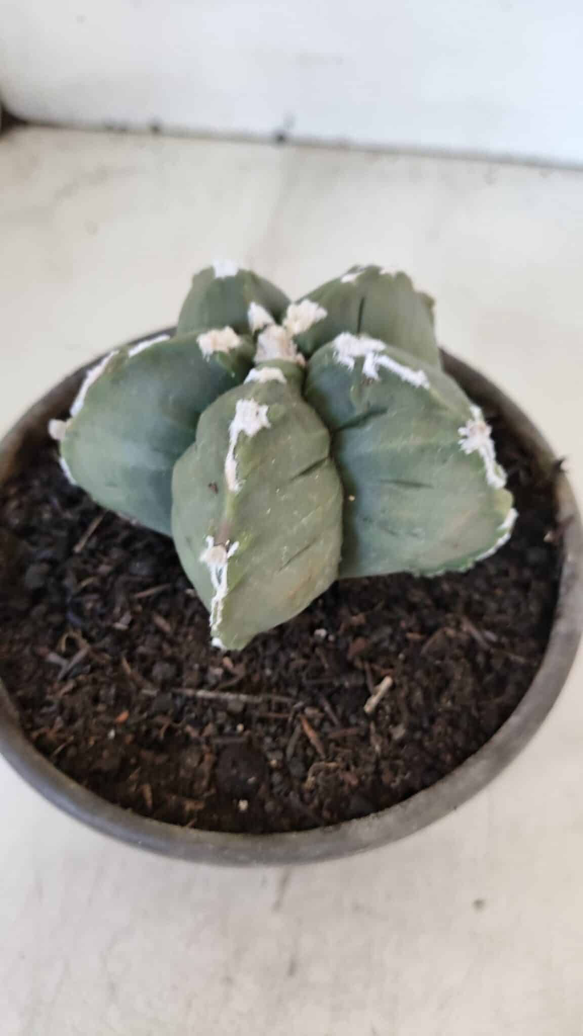 MATRIZ ASTROPHYTUM cv KIKKO  Nº 1005 – vaso 15