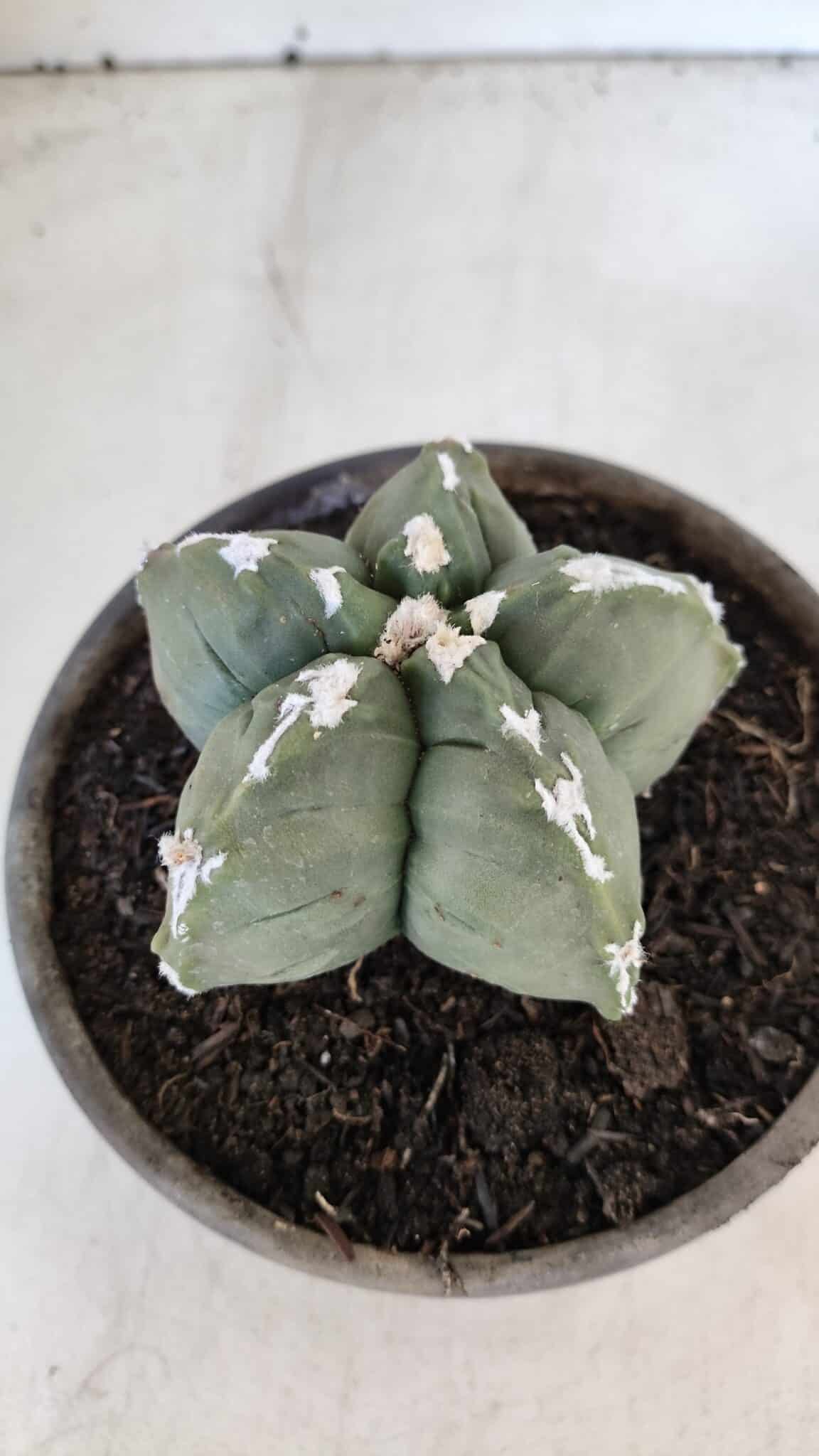 MATRIZ ASTROPHYTUM cv KIKKO  Nº 1005 – vaso 15