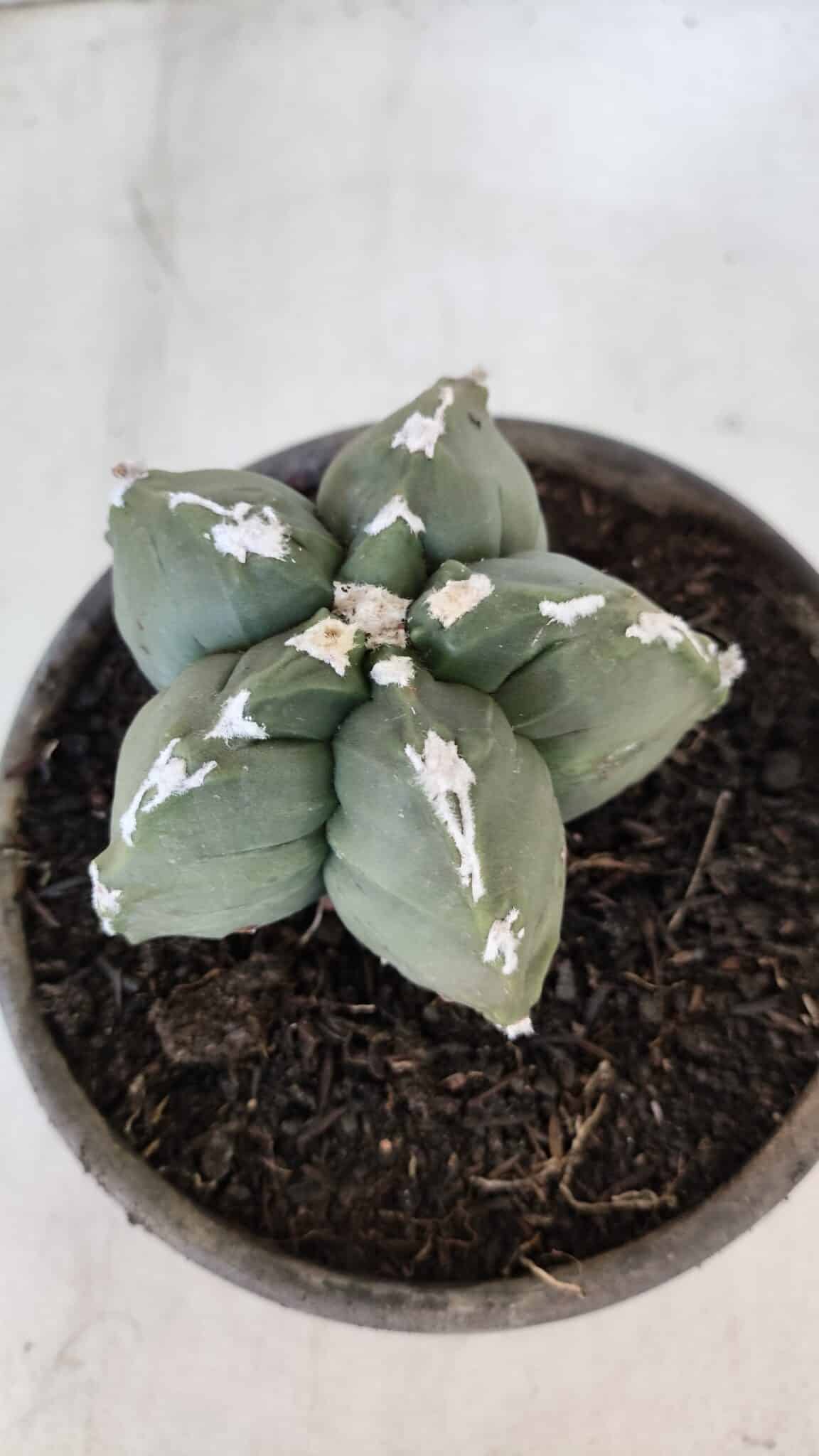MATRIZ ASTROPHYTUM cv KIKKO  Nº 1005 – vaso 15