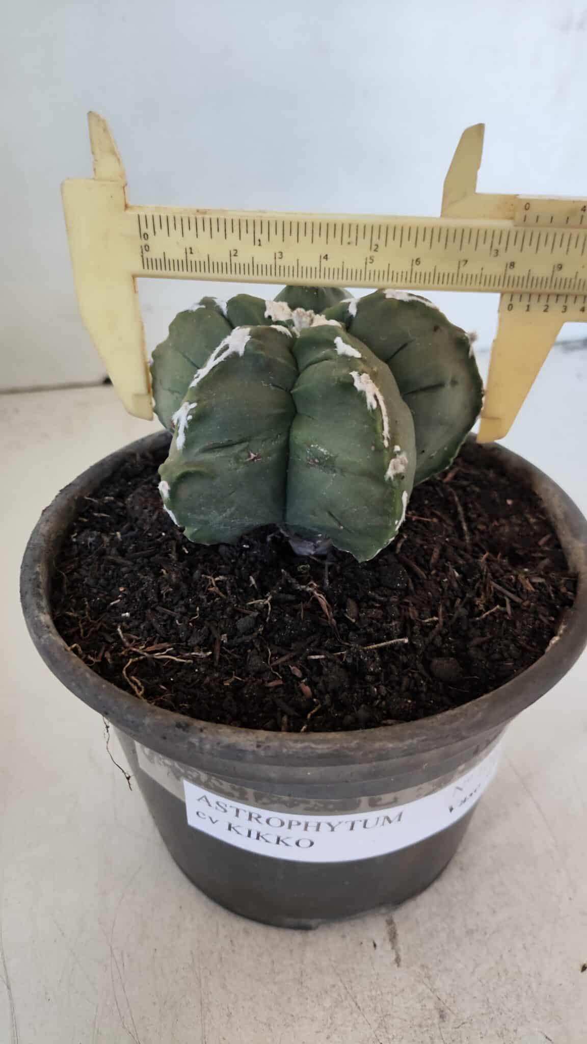 MATRIZ ASTROPHYTUM cv KIKKO  Nº 1005 – vaso 15